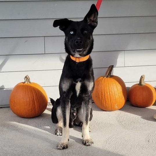 Enlarge Nomad, a Adoptable mixed breed in Hopkinton, MA image 3/6