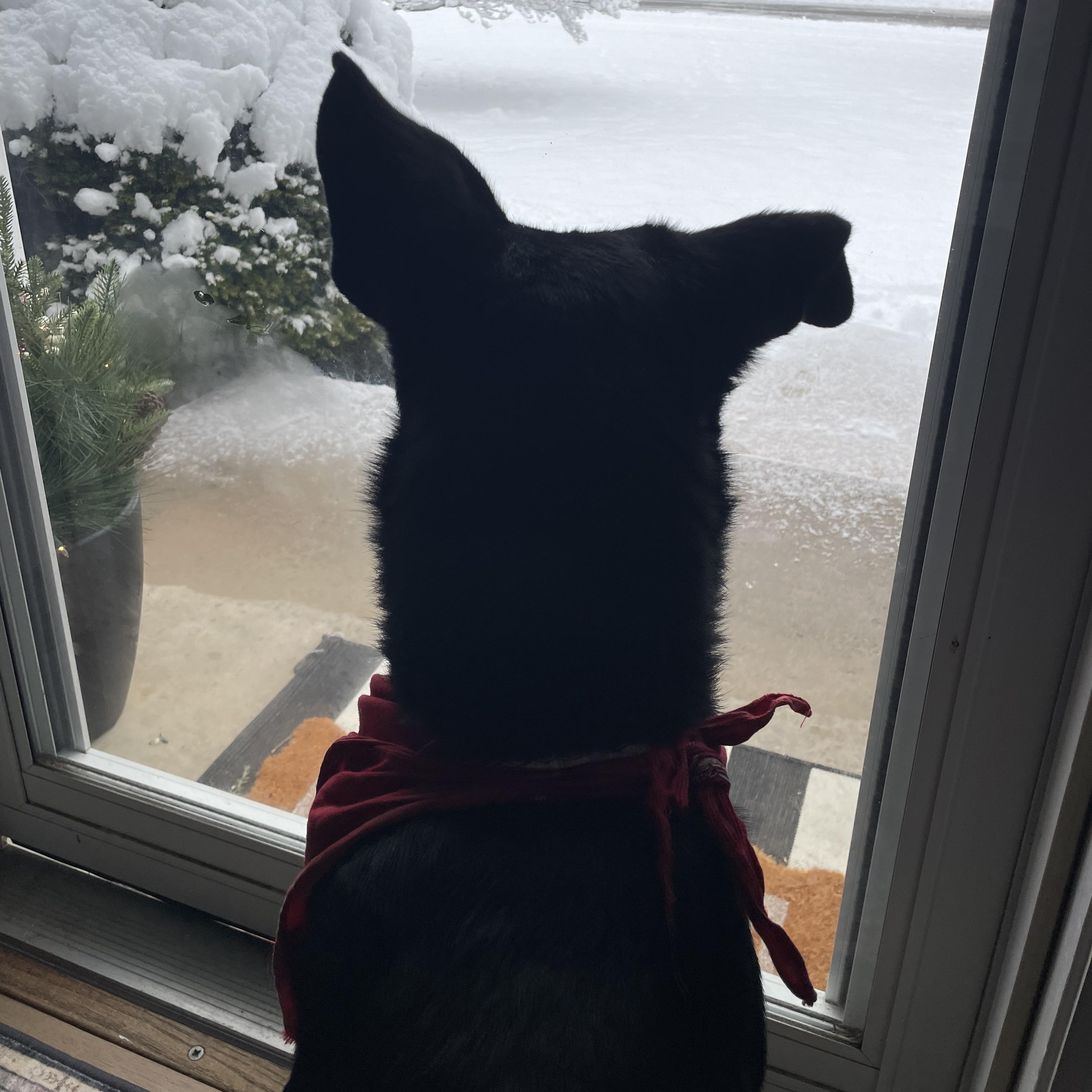 Enlarge Nomad, a Adoptable mixed breed in Hopkinton, MA image 4/6