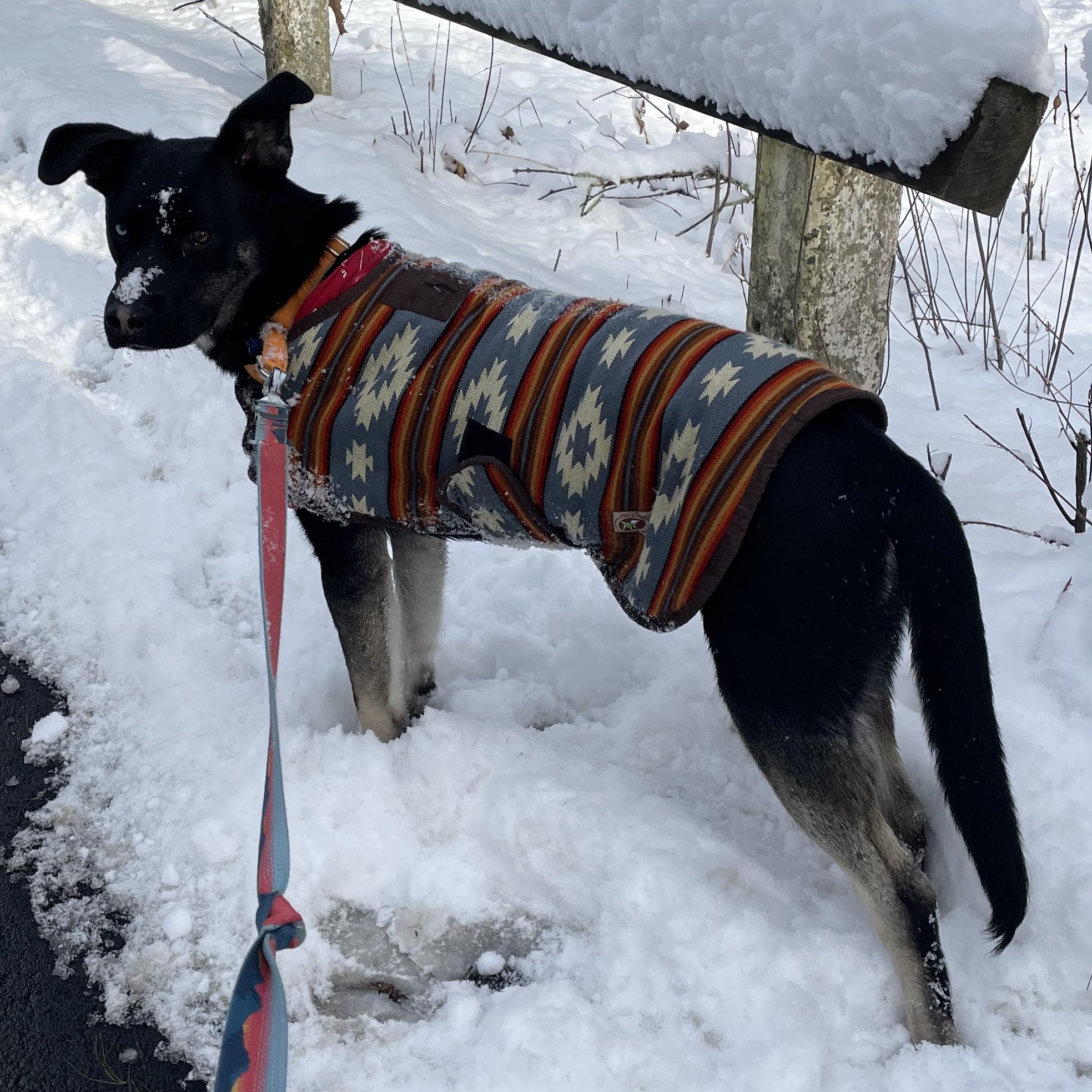 Enlarge Nomad, a Adoptable mixed breed in Hopkinton, MA image 6/6