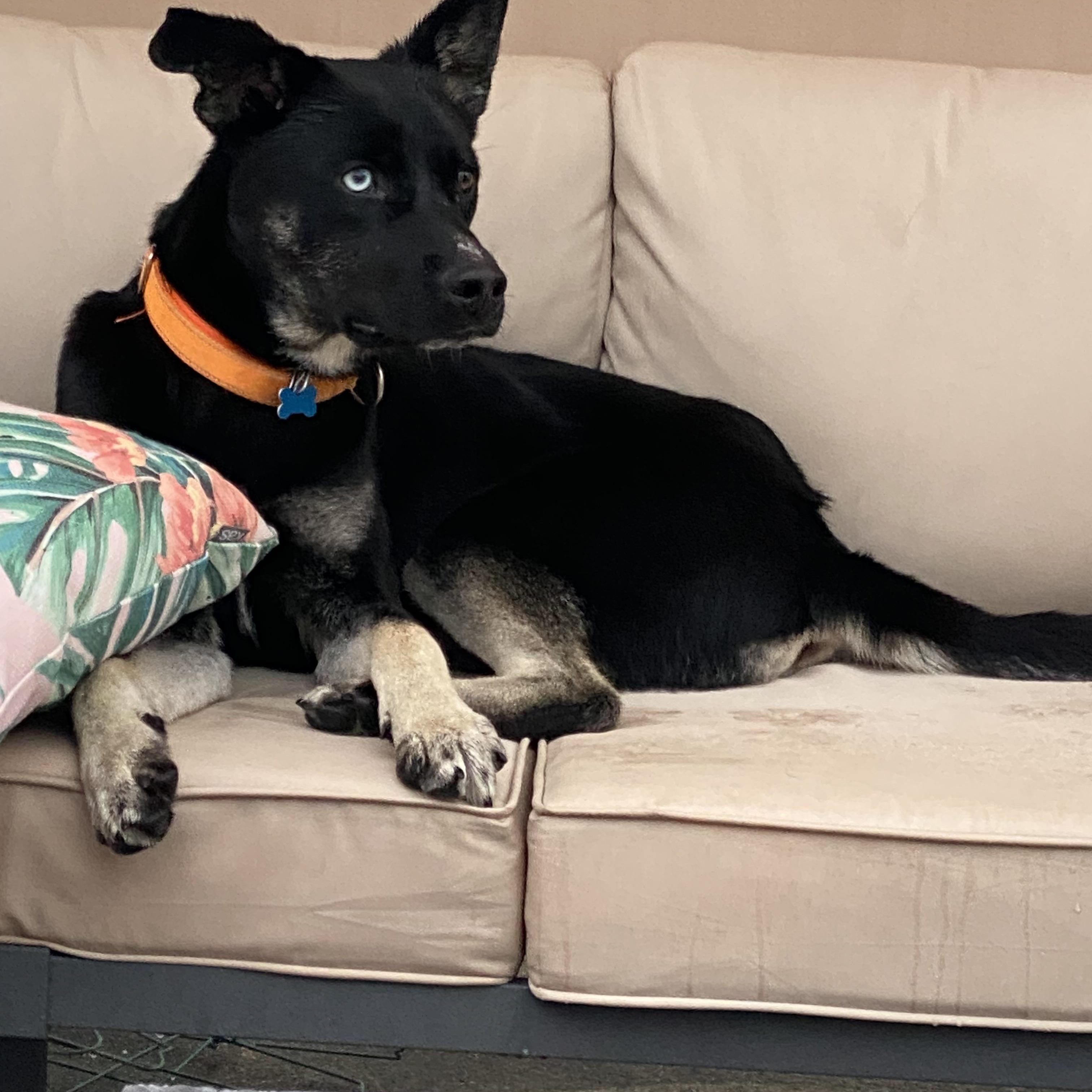 Enlarge Nomad, a Adoptable mixed breed in Hopkinton, MA image 6/6