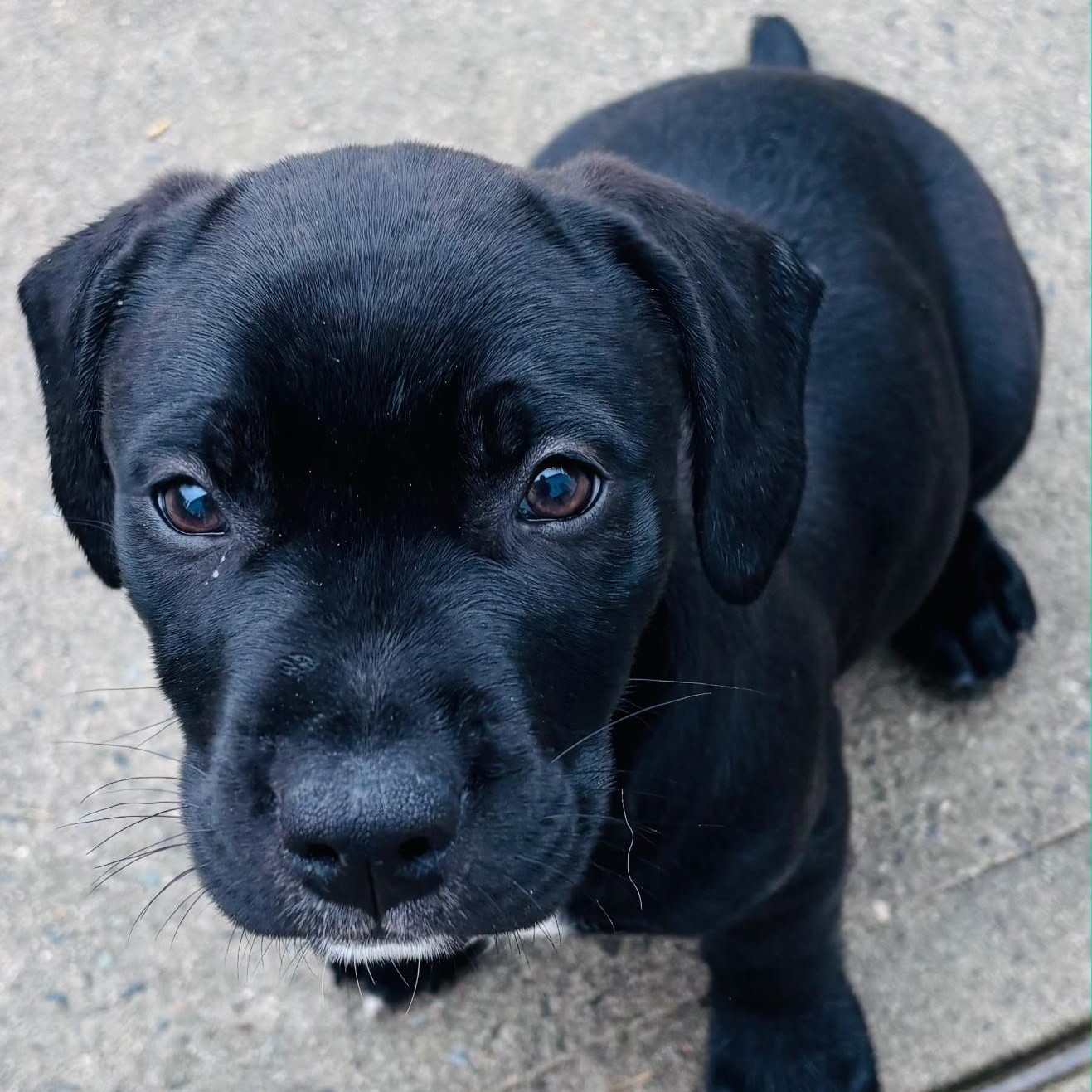 Enlarge Sandy , a Adoptable mixed breed in Waxhaw, NC image 2/4