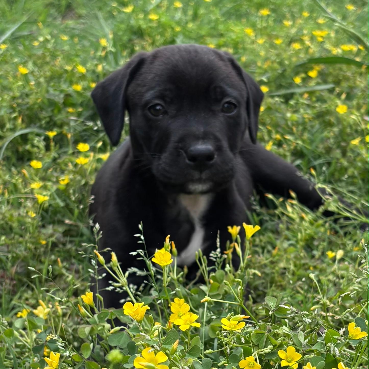 Enlarge Sandy , a Adoptable mixed breed in Waxhaw, NC image 3/4