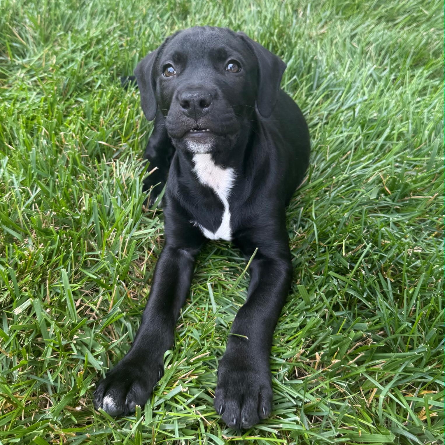 Sandy , Adoptable, Puppy Female Terrier.