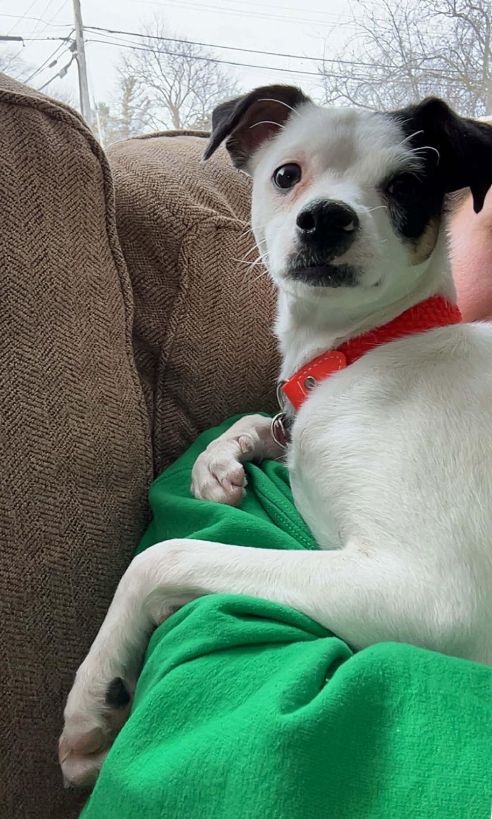 Snoopy, Adoptable, Young Male Rat Terrier & Chihuahua.