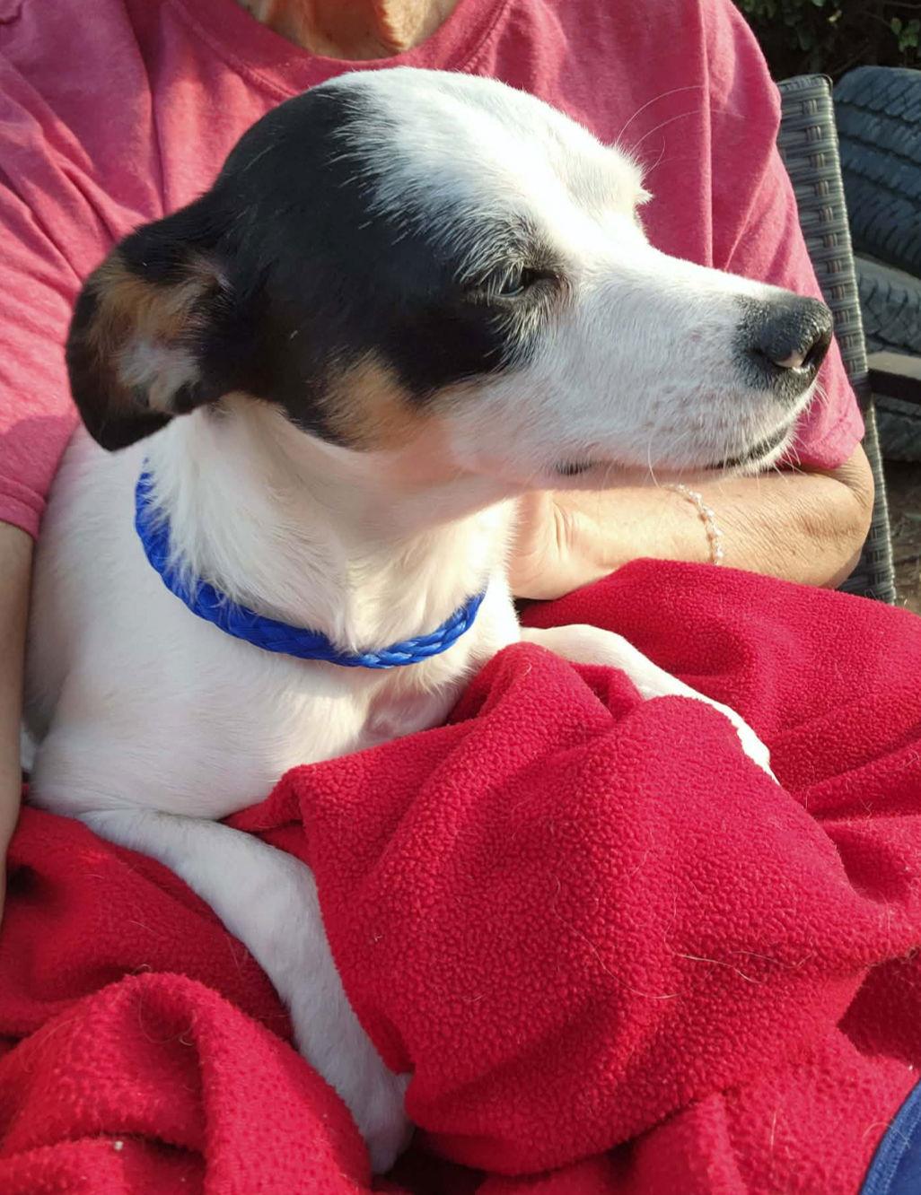 Snoopy, Adoptable, Young Male Rat Terrier & Chihuahua.