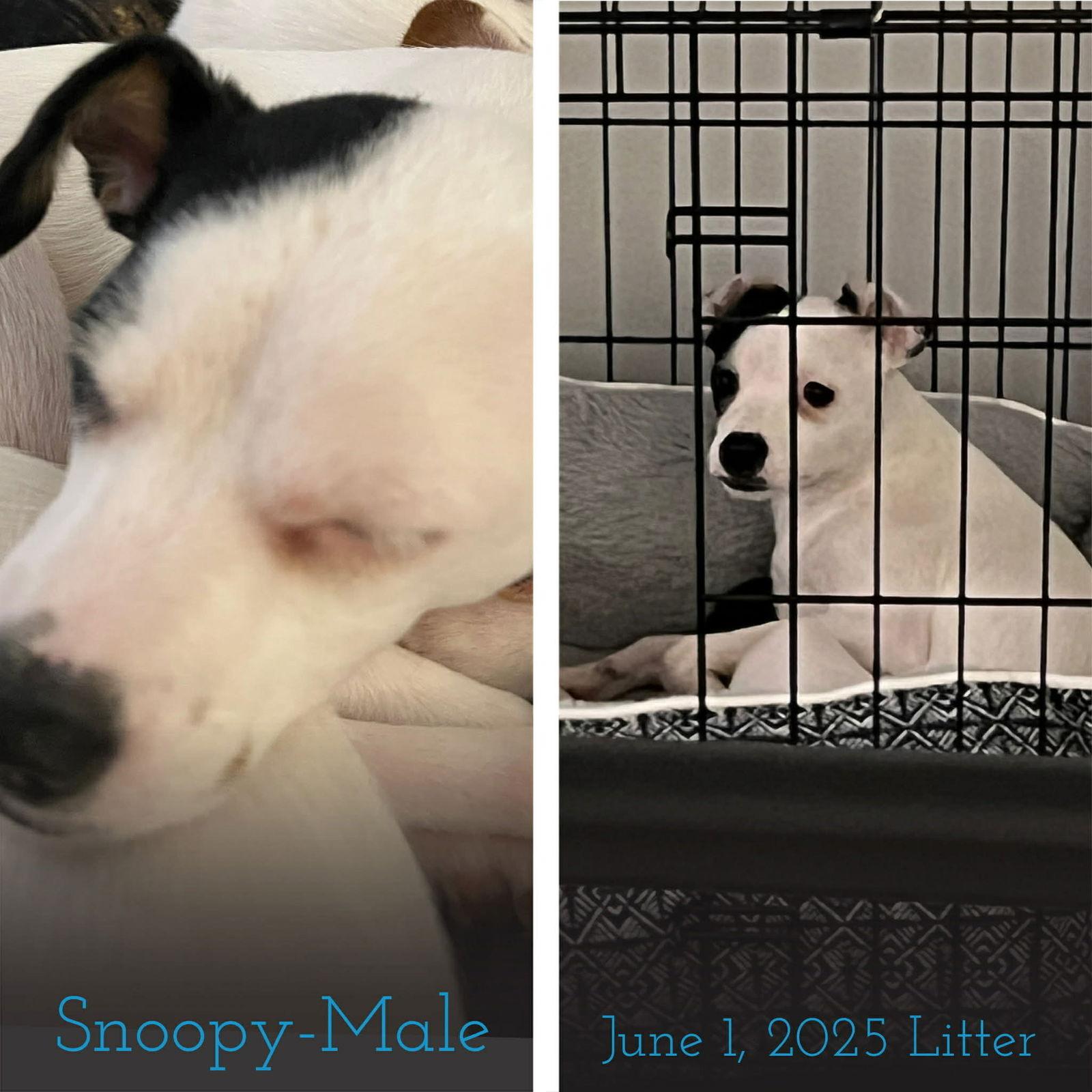 Snoopy, a Adoptable mixed breed in Grafton, WI image 2/2