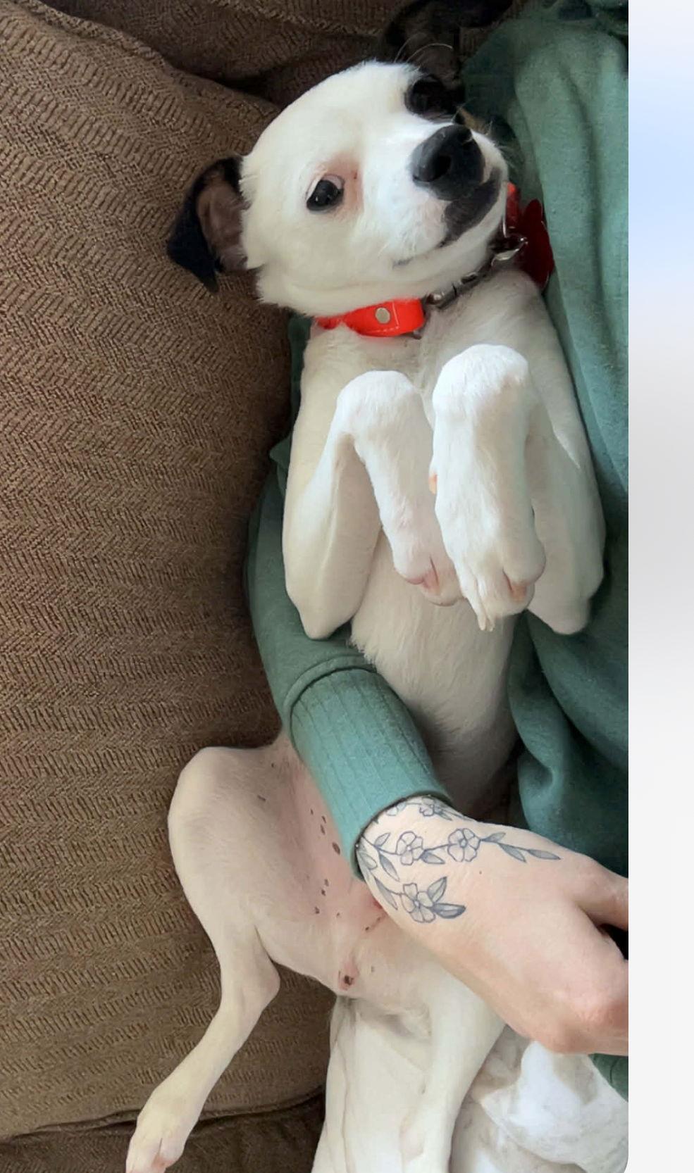 Snoopy, Adoptable, Young Male Rat Terrier & Chihuahua.