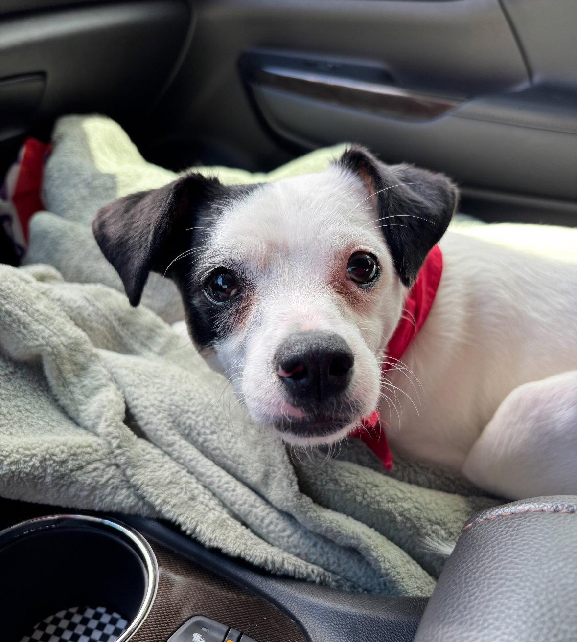 Enlarge Snoopy, a Adoptable mixed breed in Grafton, WI image 2/3