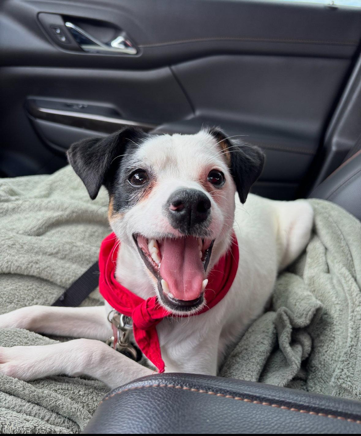 Enlarge Snoopy, a Adoptable mixed breed in Grafton, WI image 3/3
