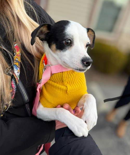Enlarge Snoopy, a Adoptable mixed breed in Grafton, WI image 3/3