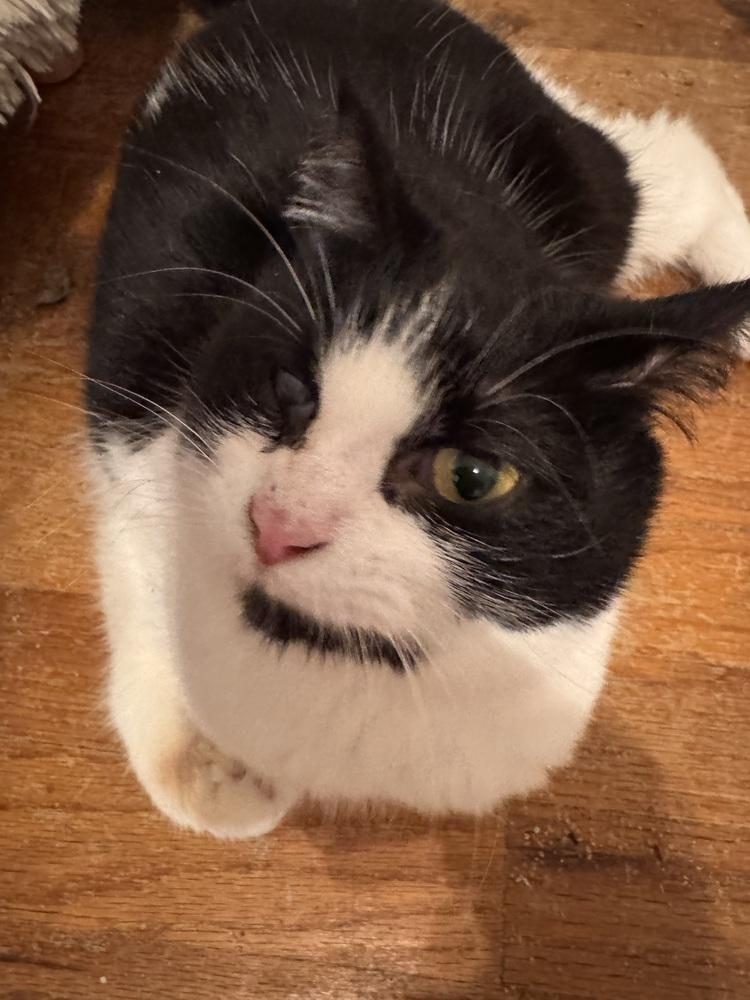 Mayim Bialak, Adoptable, Adult Female Domestic Short Hair.