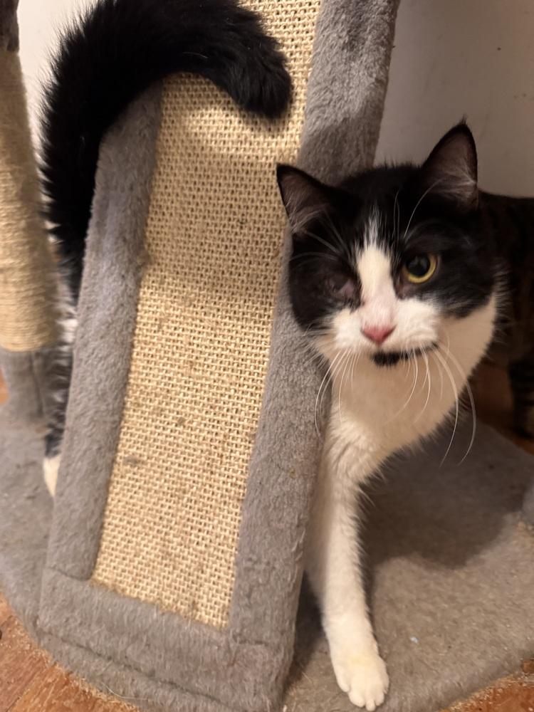 Enlarge Mayim Bialak, a Adoptable Domestic Short Hair in Plymouth, MI image 2/3