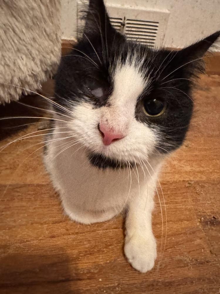 Enlarge Mayim Bialak, a Adoptable Domestic Short Hair in Plymouth, MI image 3/3