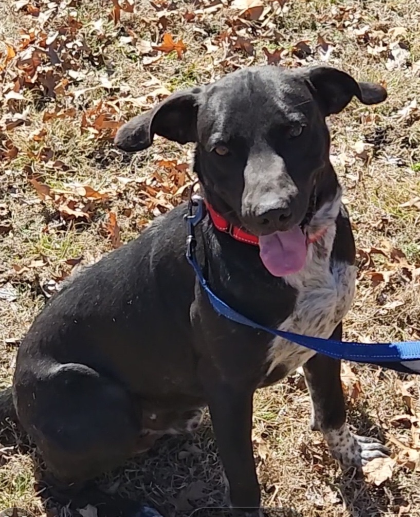 Kenny, a Adoptable mixed breed in Bartlesville, OK image 1/6