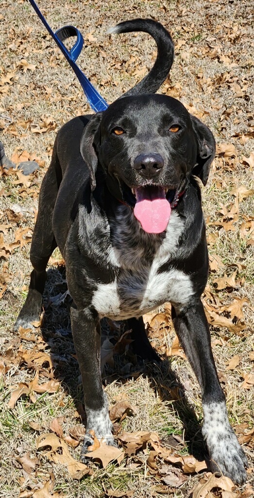 Kenny, a Adoptable mixed breed in Bartlesville, OK image 2/6