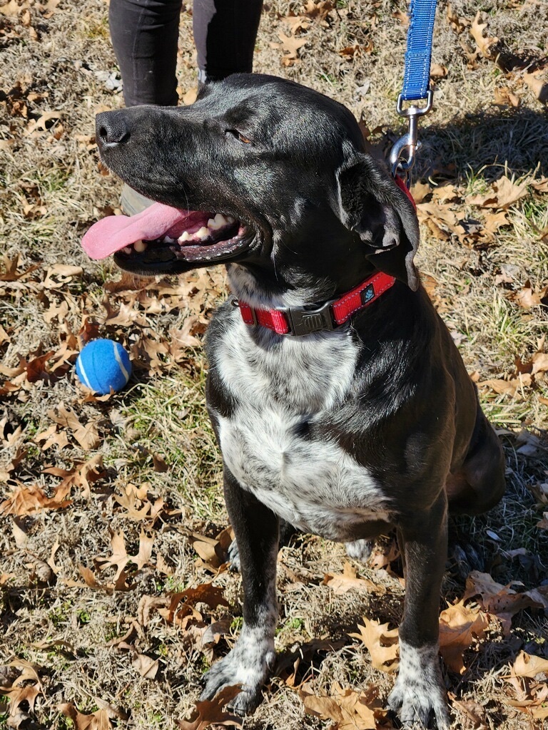 Kenny, a Adoptable mixed breed in Bartlesville, OK image 3/6
