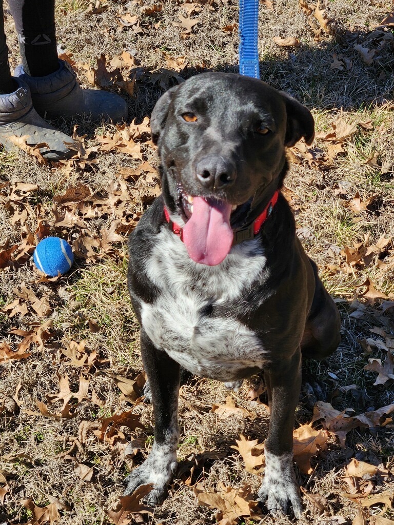 Kenny, a Adoptable mixed breed in Bartlesville, OK image 4/6