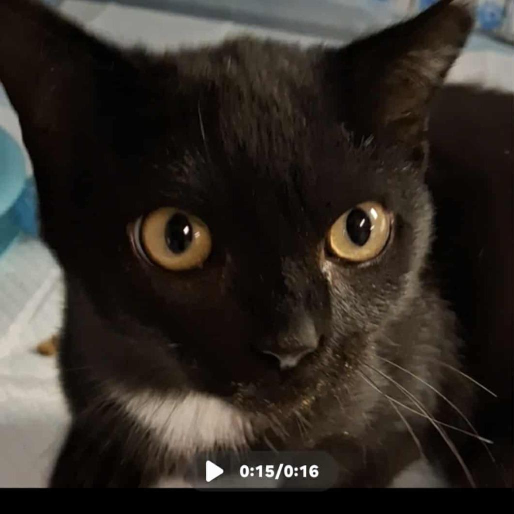 Enlarge Swede, a Adoptable Domestic Short Hair in Fairfax, VA image 1/2