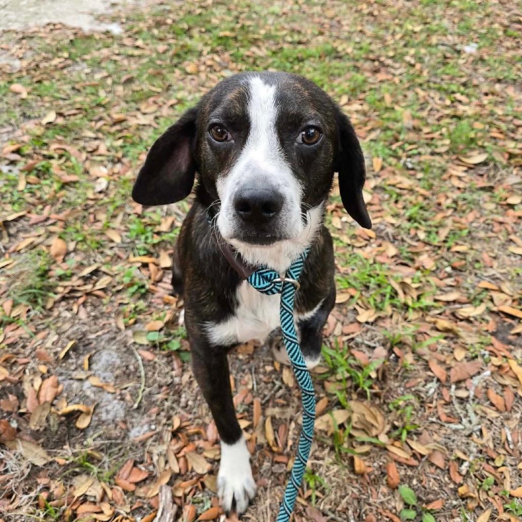 Enlarge Toodles, a Adoptable Mixed Breed in Williston, FL image 1/1
