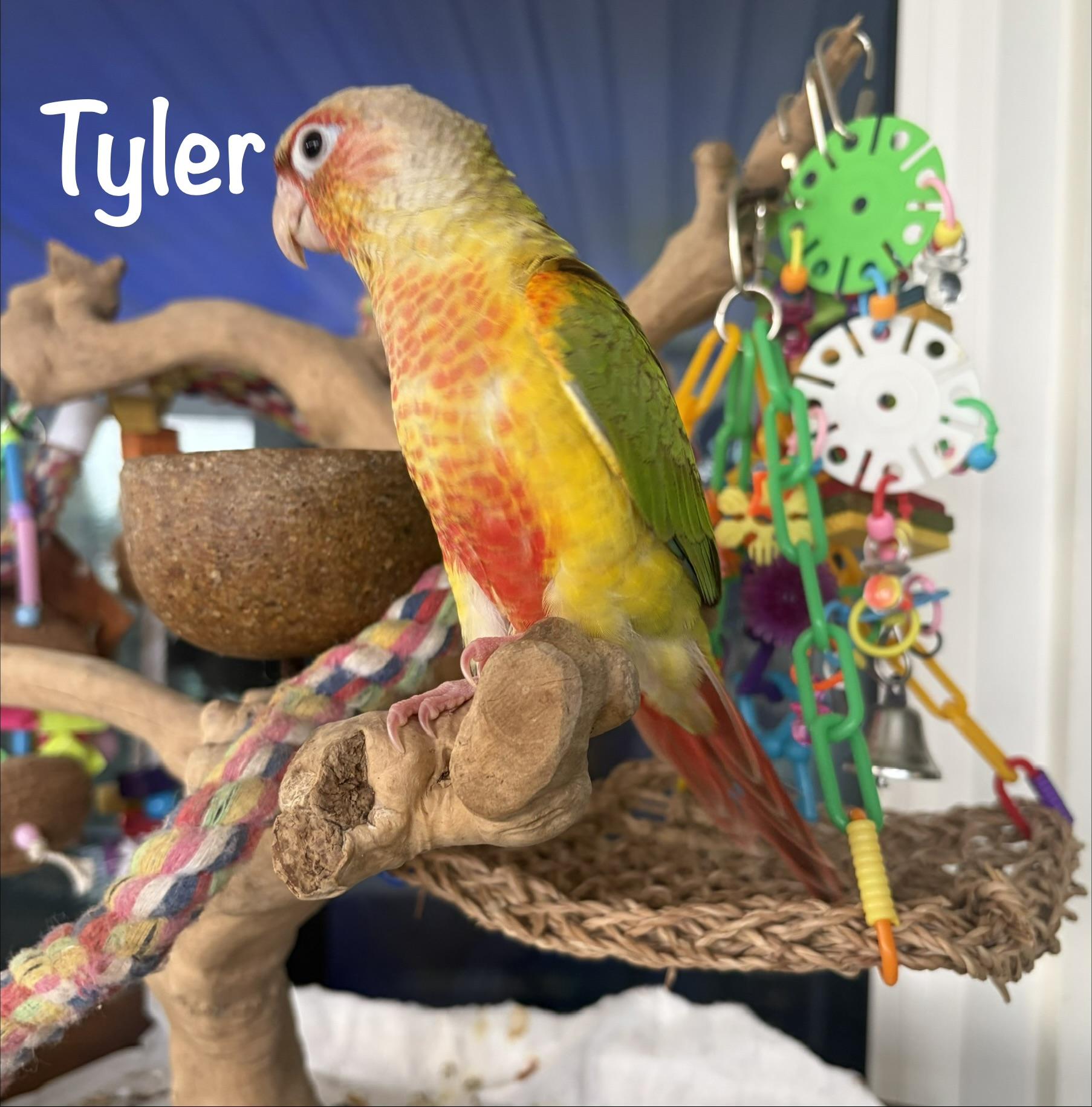 Enlarge Tyler, a Adoptable Conure in Panama City Beach, FL image 3/4