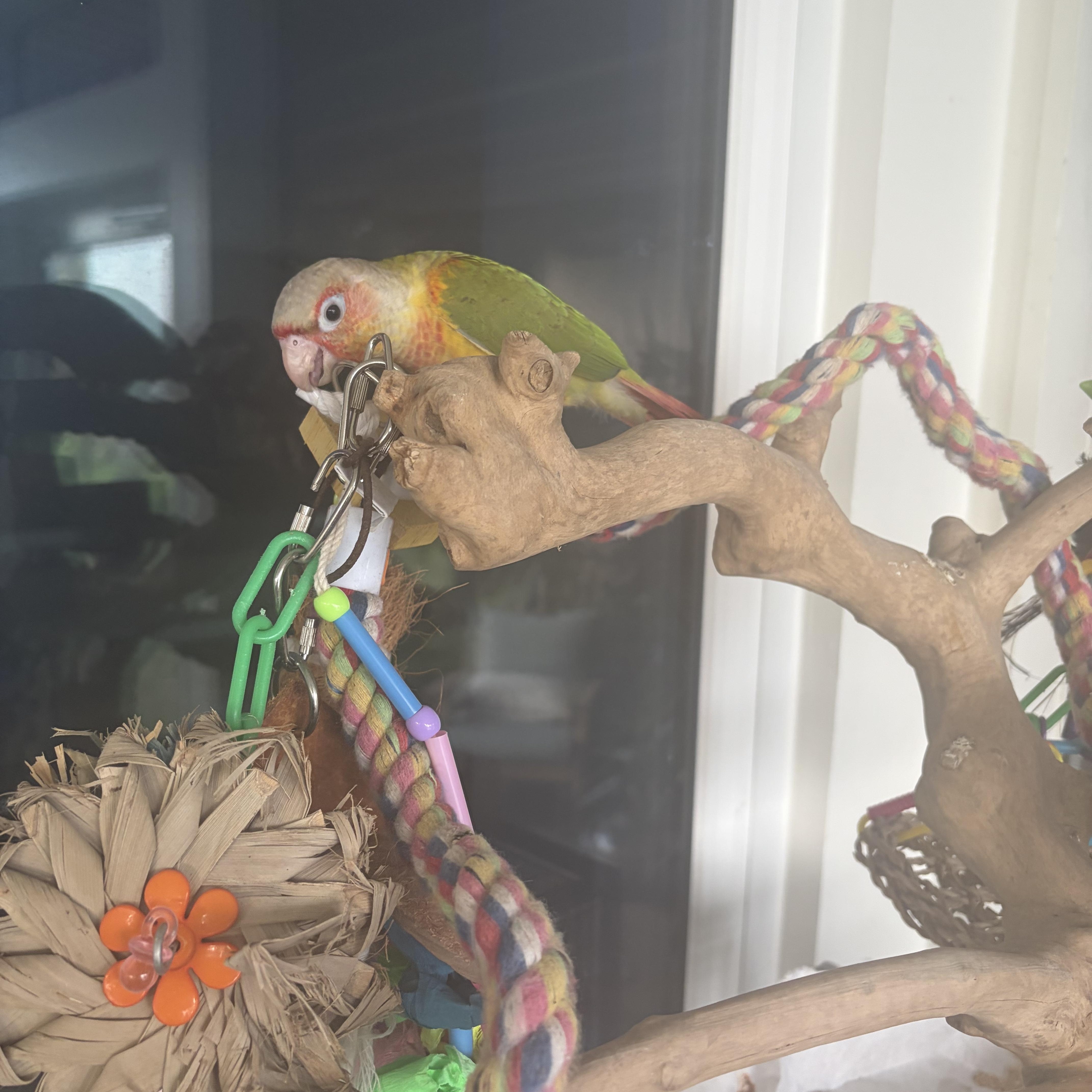 Enlarge Tyler, a Adoptable Conure in Panama City Beach, FL image 4/4