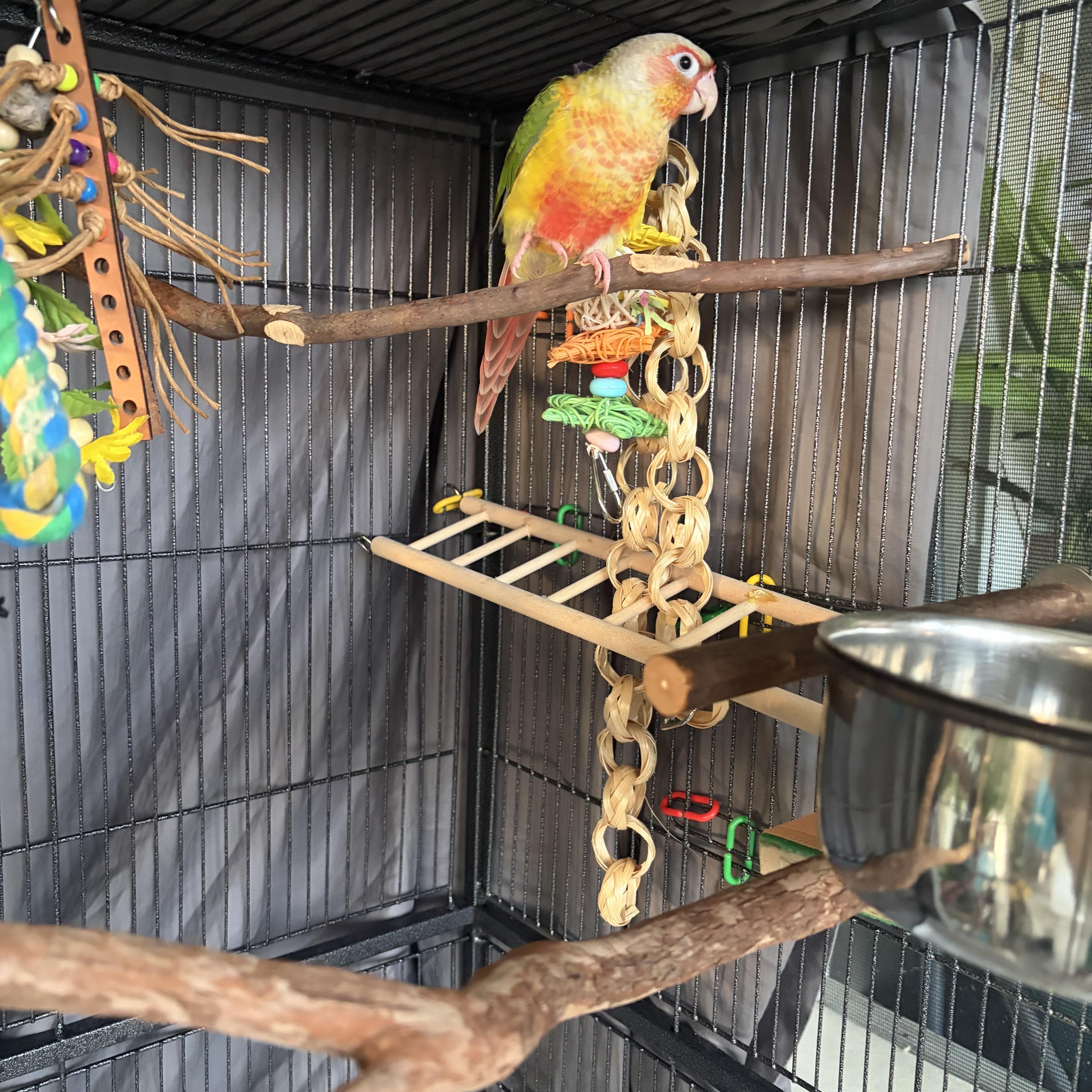 Tyler, Adoptable, Baby Male Conure.