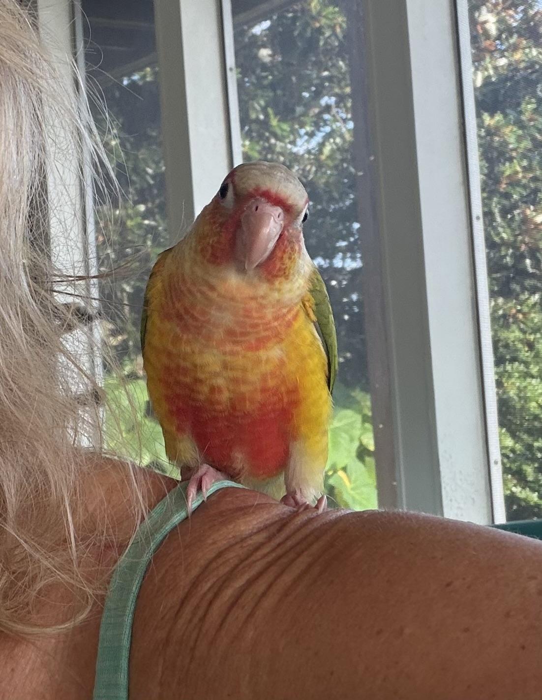 Enlarge Tyler, a Adoptable Conure in Panama City Beach, FL image 2/4
