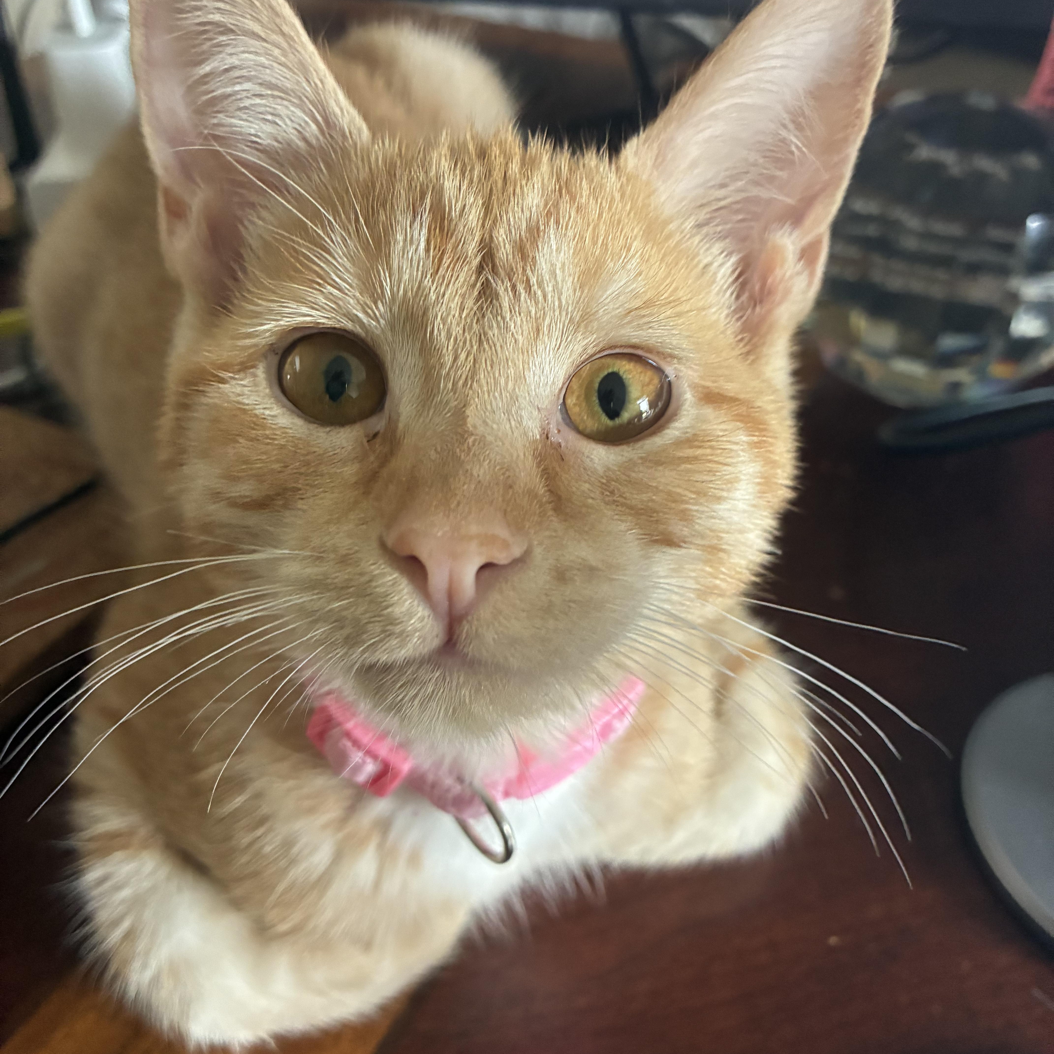 Enlarge Hayden Hagarty & Michael Taaffe *bonded pair*, a Adoptable mixed breed in Austin, TX image 2/6