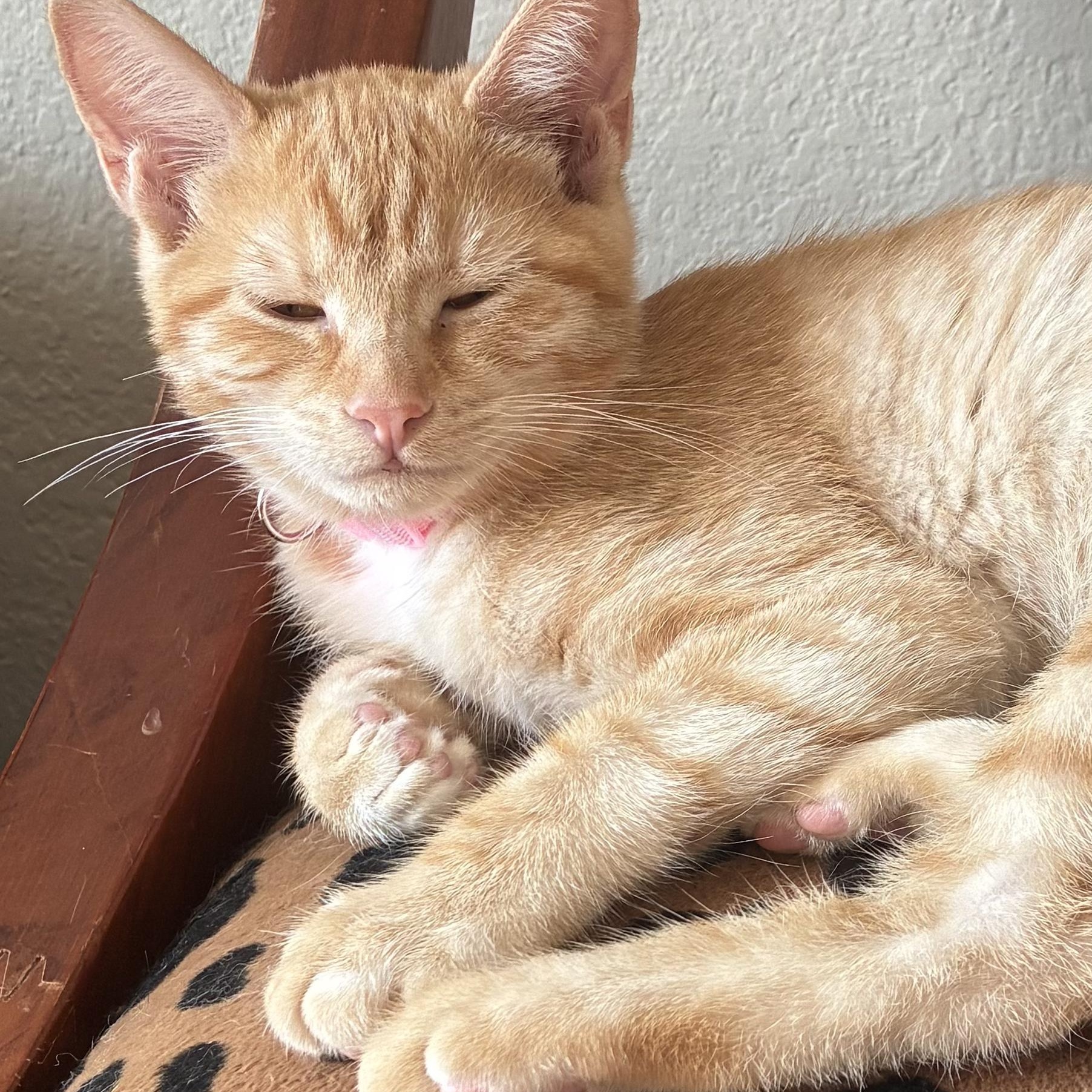 Enlarge Hayden Hagarty & Michael Taaffe *bonded pair*, a Adoptable mixed breed in Austin, TX image 4/6