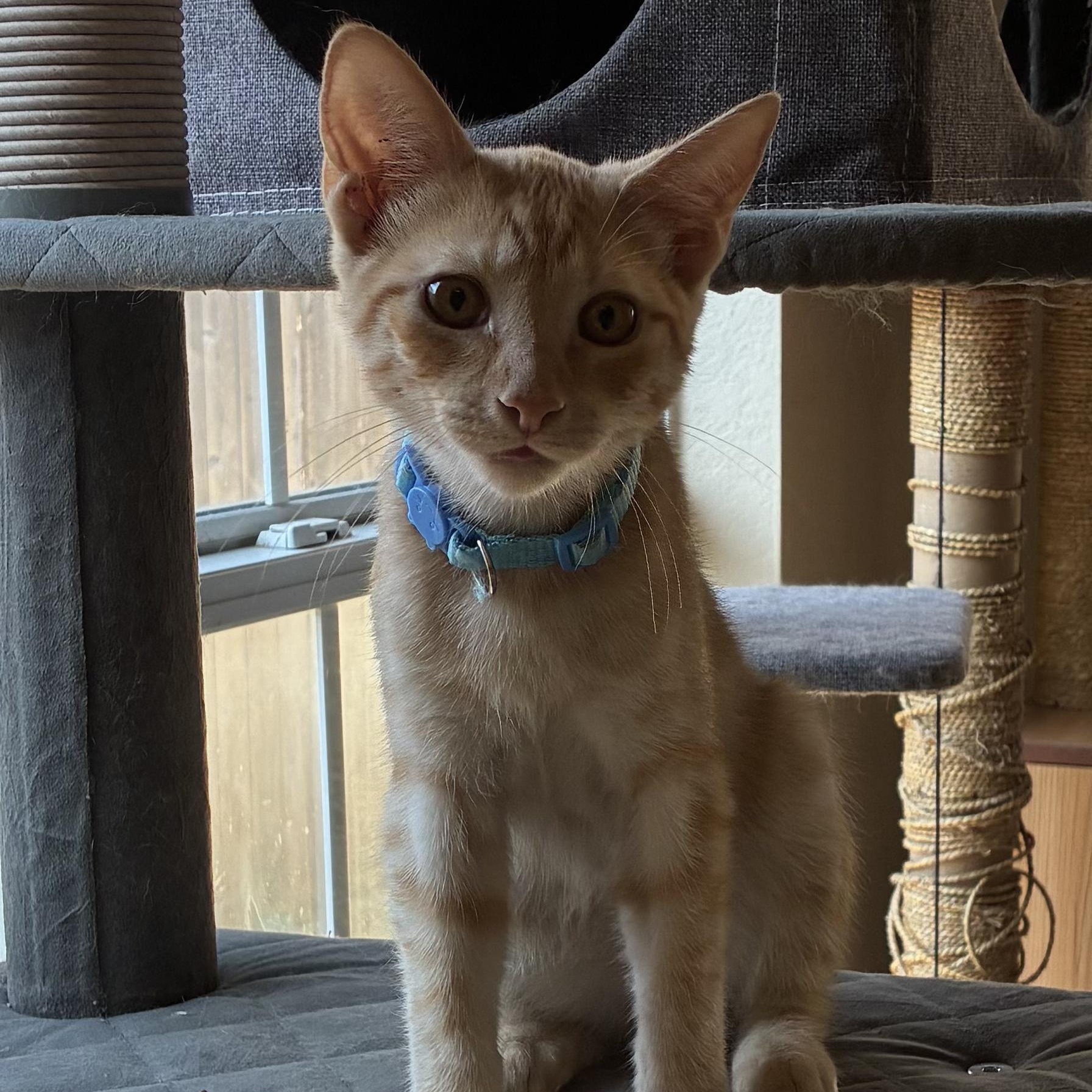 Enlarge Hayden Hagarty & Michael Taaffe *bonded pair*, a Adoptable mixed breed in Austin, TX image 3/6