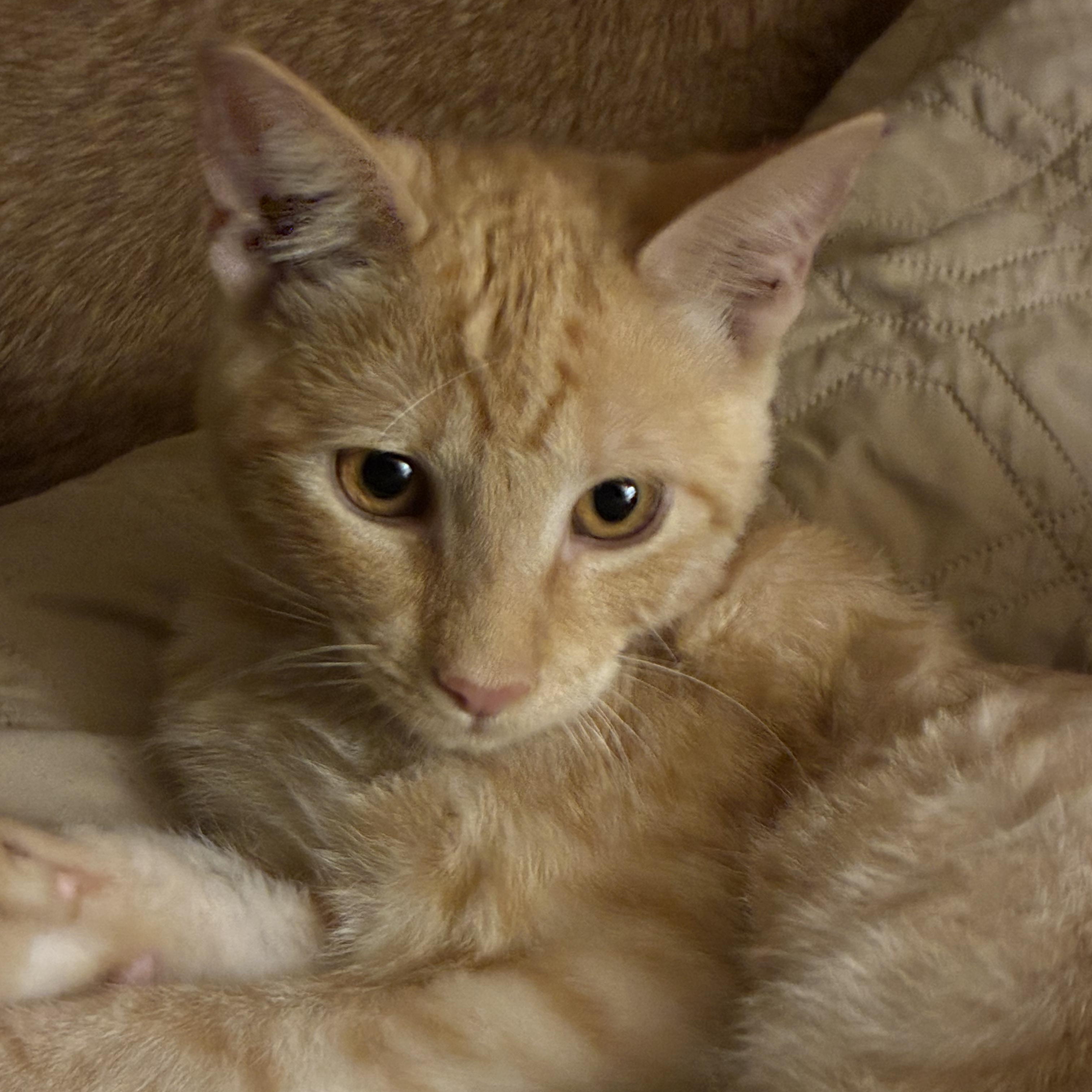 Hayden Hagarty & Michael Taaffe *bonded pair*