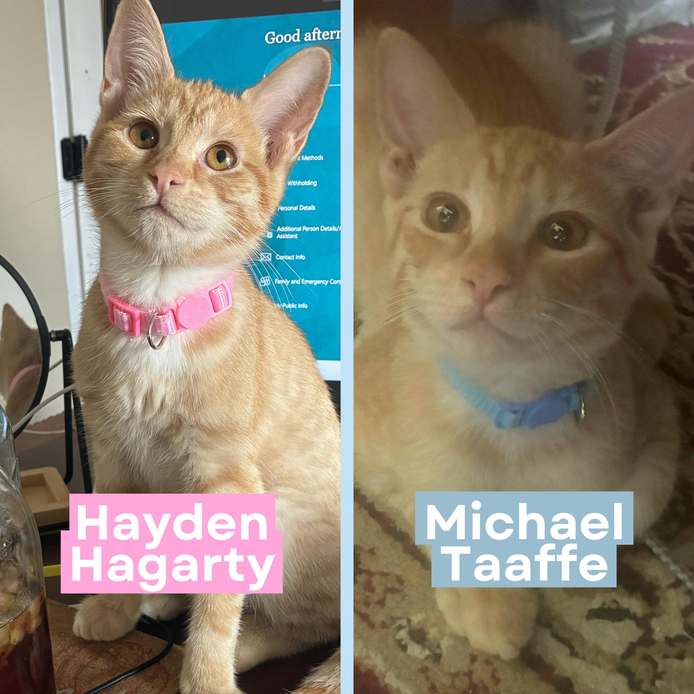 Enlarge Hayden Hagarty & Michael Taaffe *bonded pair*, a Adoptable mixed breed in Austin, TX image 1/6