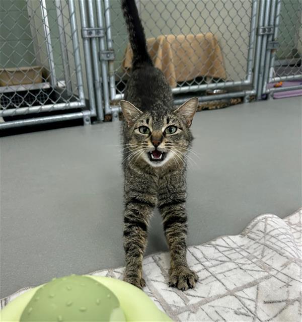 Enlarge POOKIE, a Adoptable Domestic Short Hair in Geneva, IL image 1/1