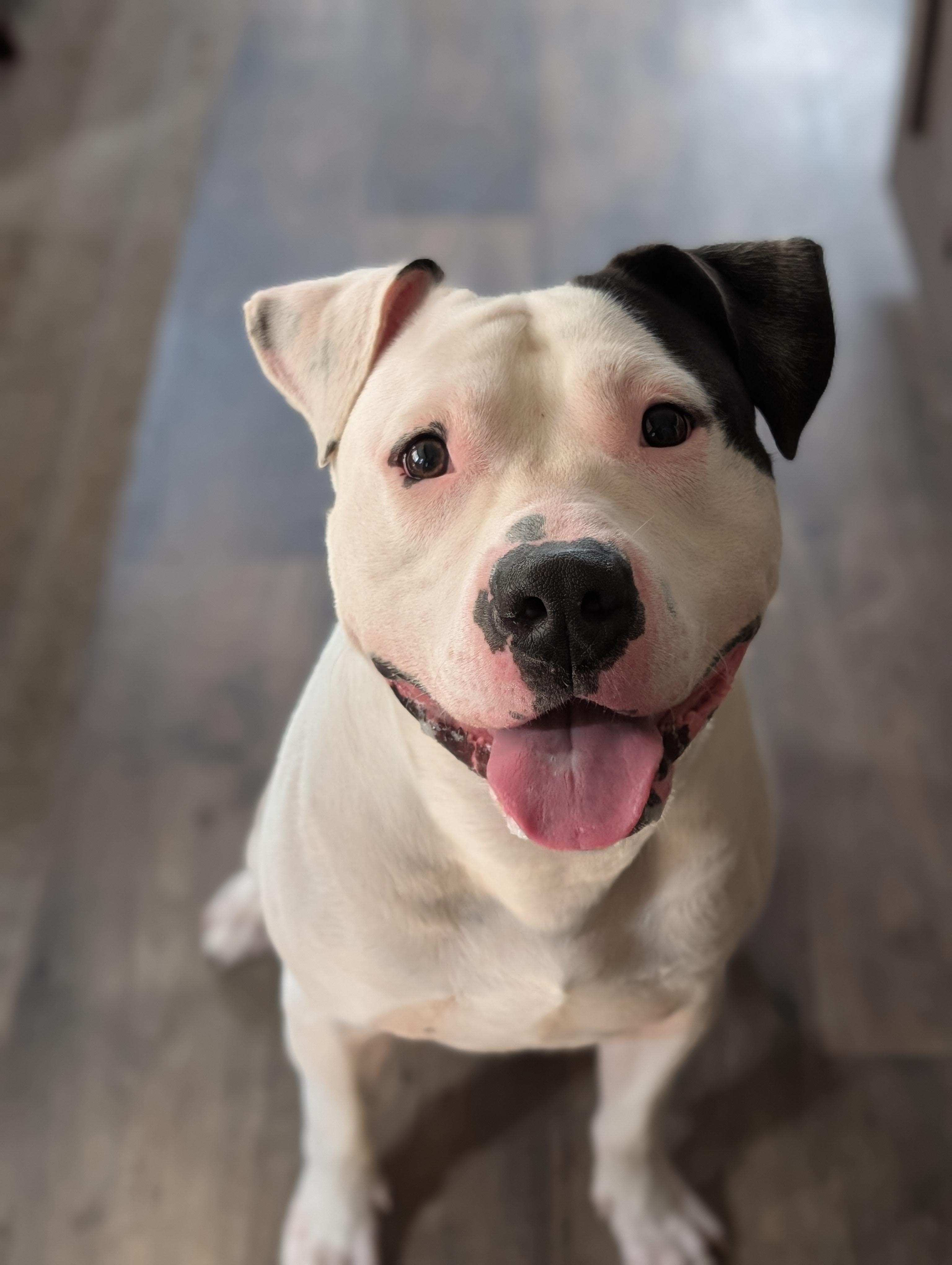 Petey, Adoptable, Young Male American Bulldog.