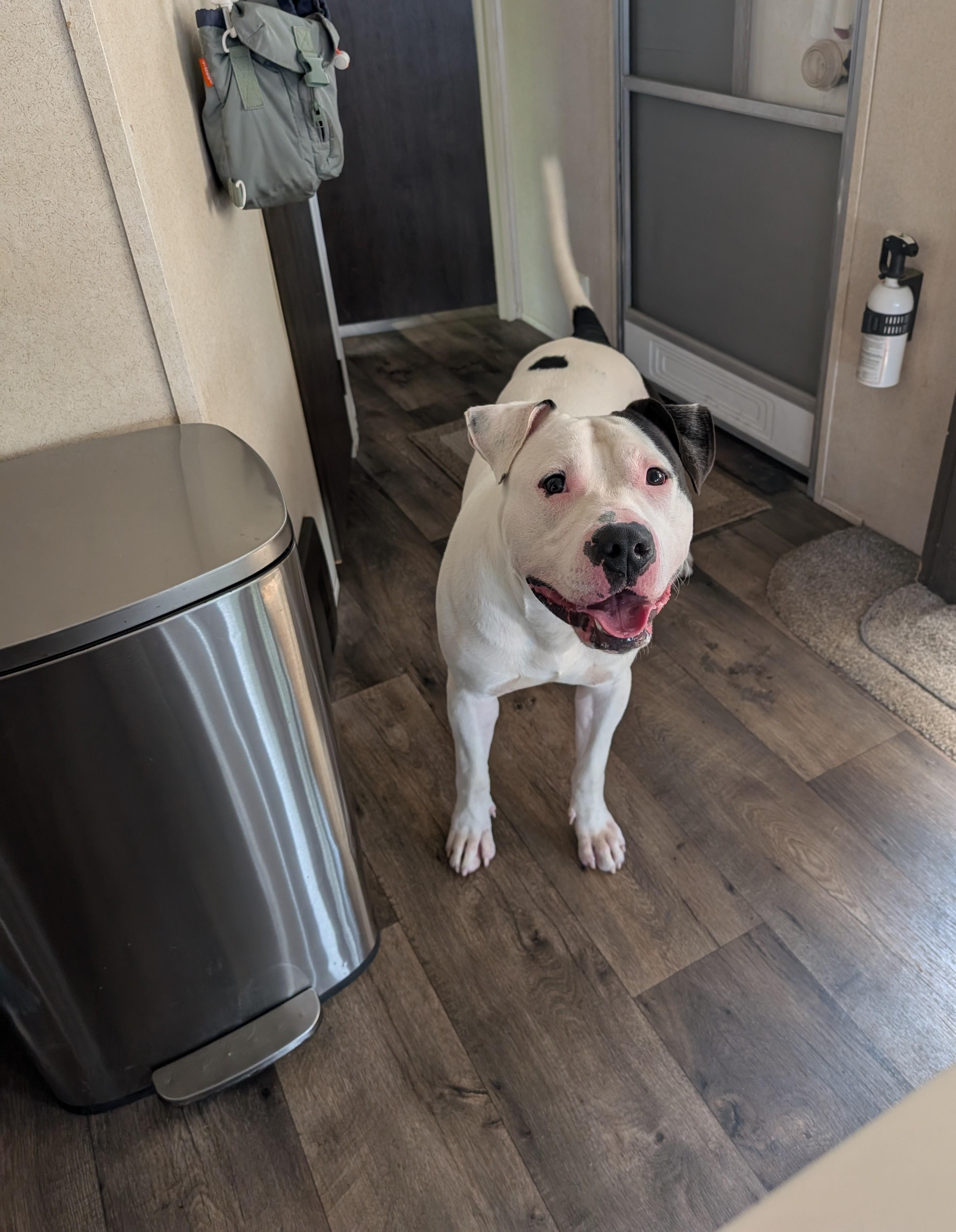 Enlarge Petey, a Adoptable mixed breed in Plainfield, NJ image 3/3