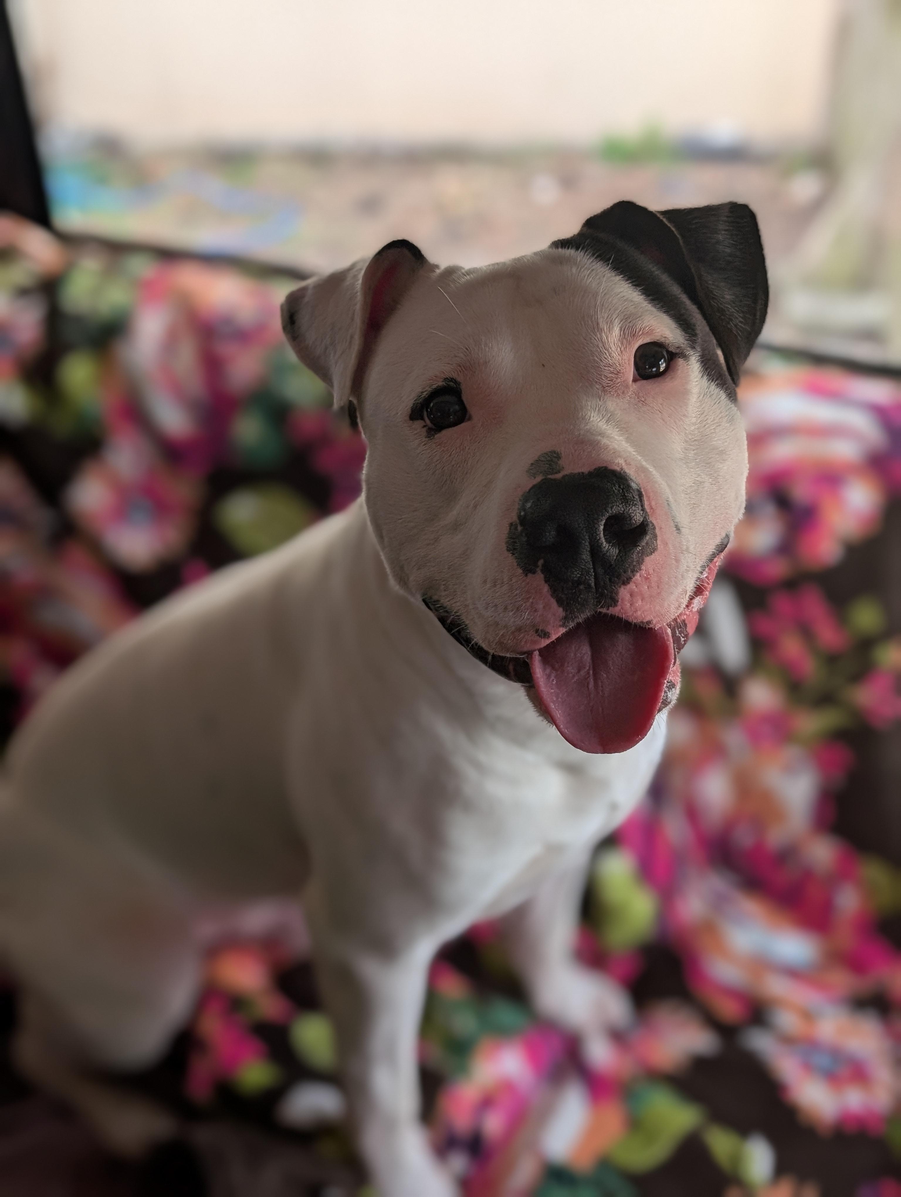 Enlarge Petey, a Adoptable mixed breed in Plainfield, NJ image 2/3