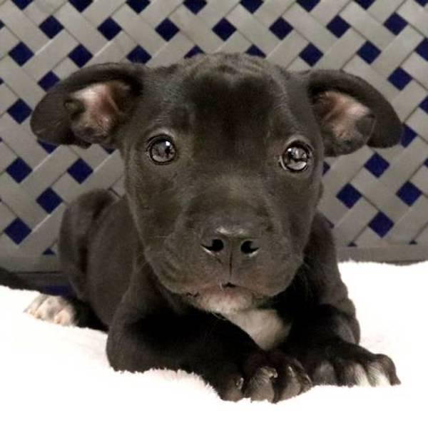 Tolly, Adoptable, Puppy Female Terrier & Chihuahua.