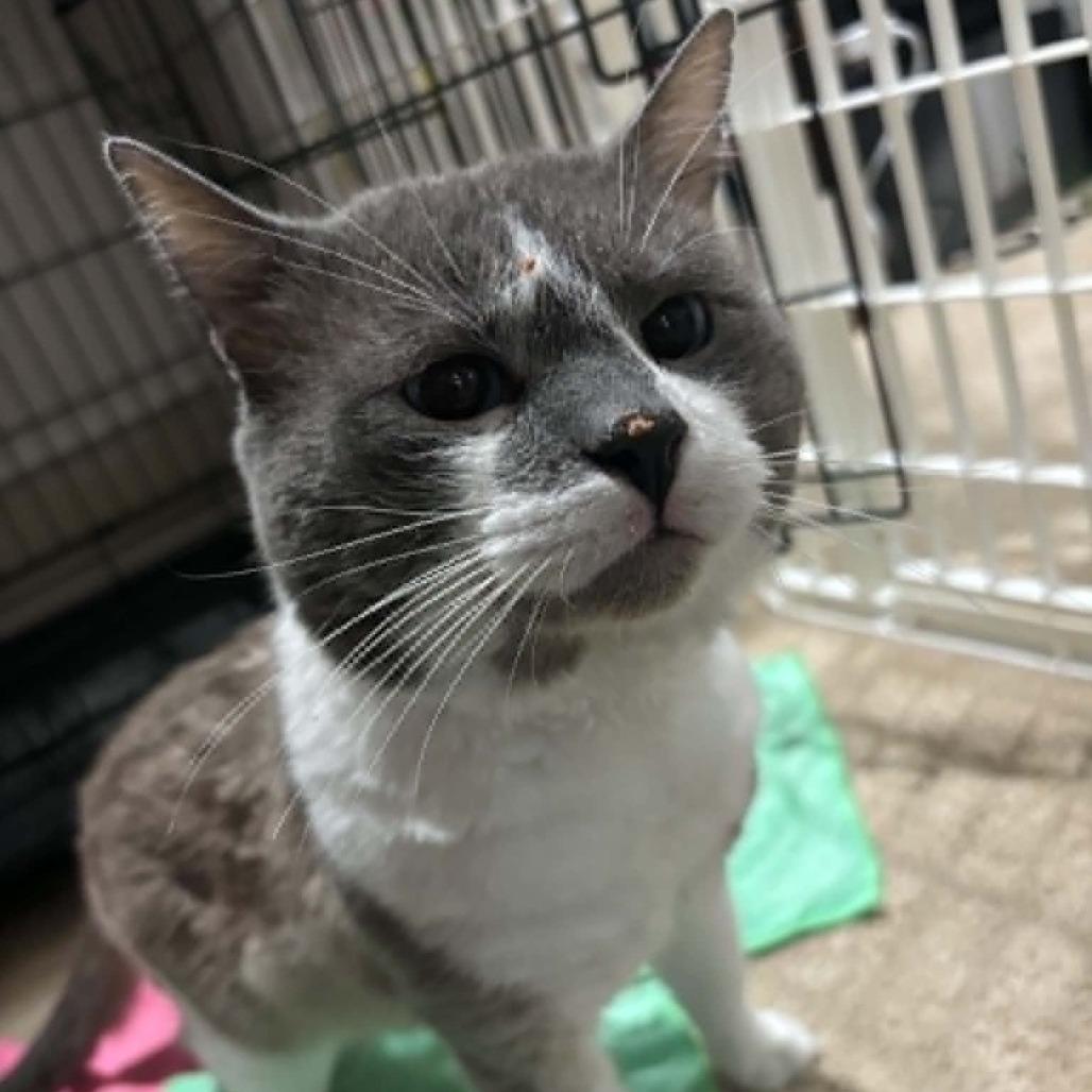 Riddler, Adoptable, Adult Male Domestic Short Hair.
