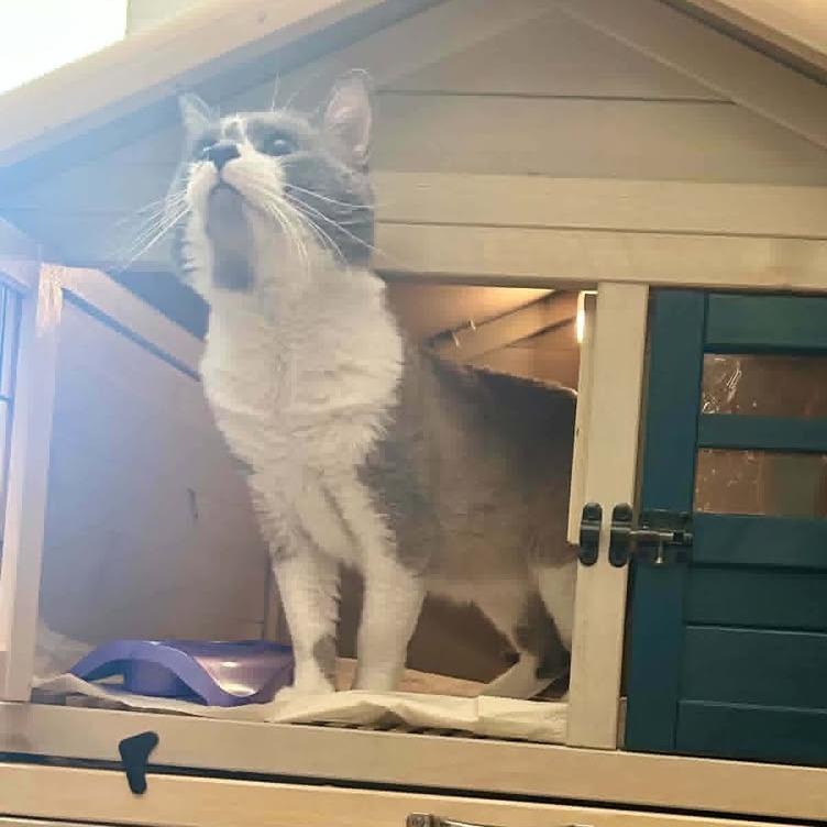 Enlarge Riddler, a Adoptable Domestic Short Hair in Madison, WI image 2/6