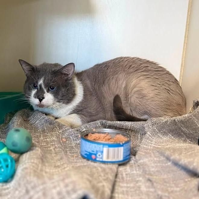 Enlarge Riddler, a Adoptable Domestic Short Hair in Madison, WI image 3/6