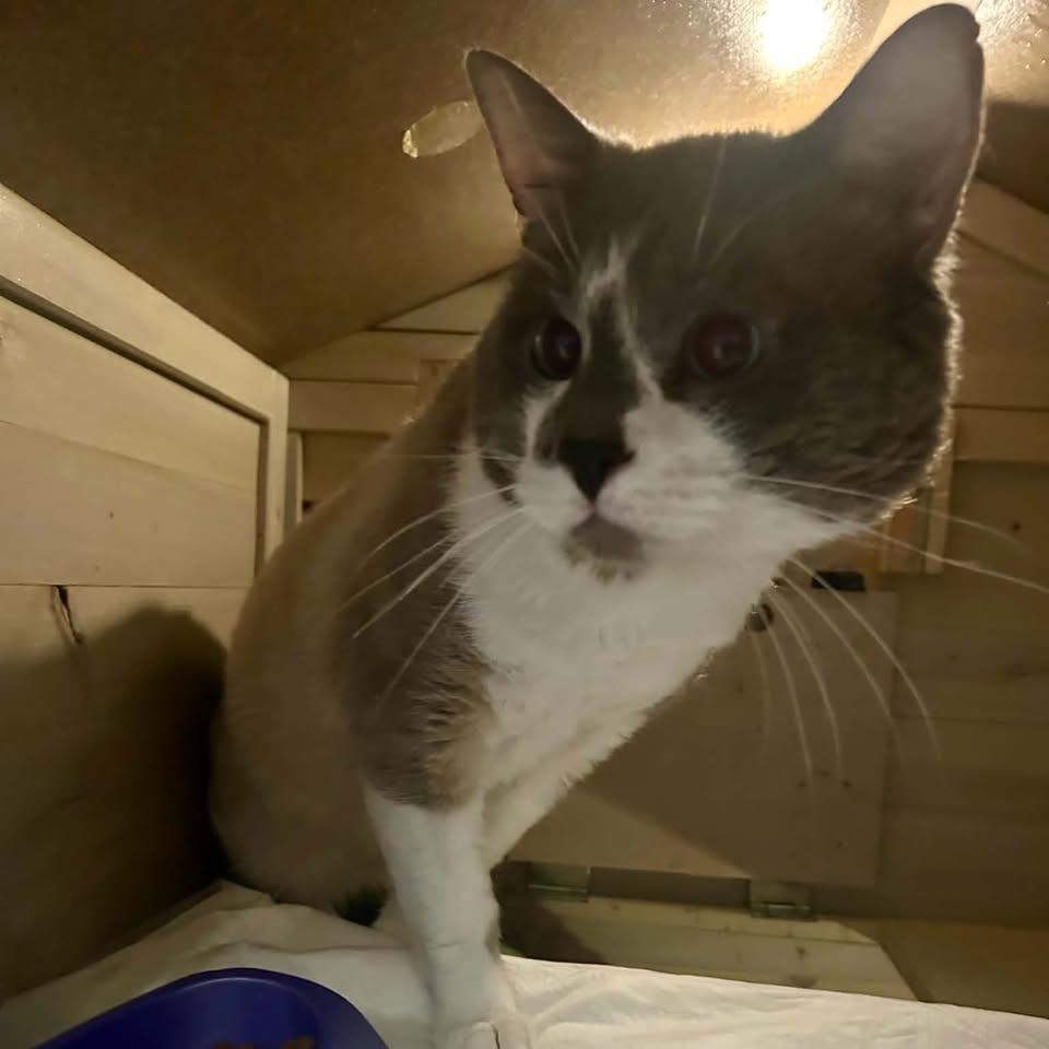 Enlarge Riddler, a Adoptable Domestic Short Hair in Madison, WI image 4/6