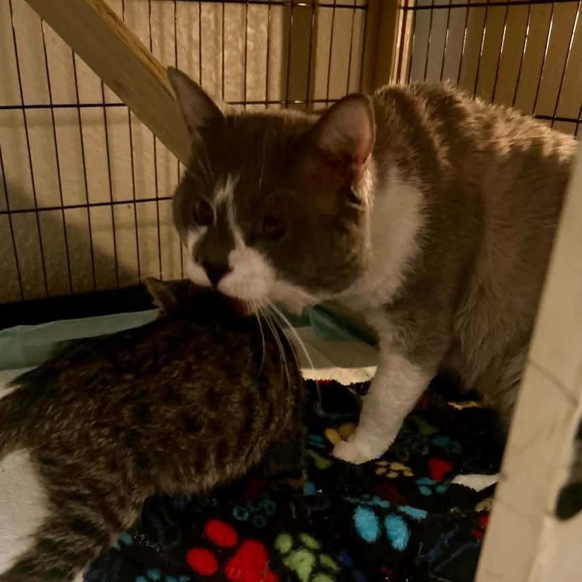 Enlarge Riddler, a Adoptable Domestic Short Hair in Madison, WI image 5/6
