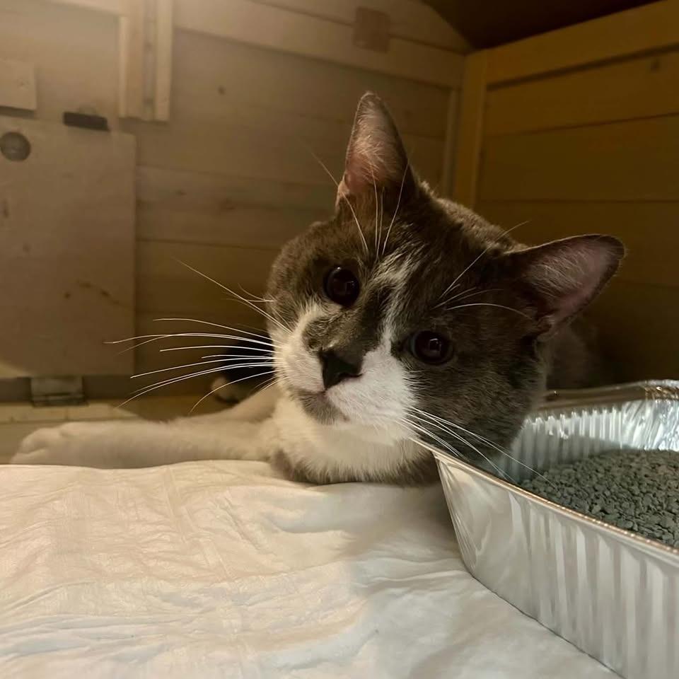 Enlarge Riddler, a Adoptable Domestic Short Hair in Madison, WI image 6/6