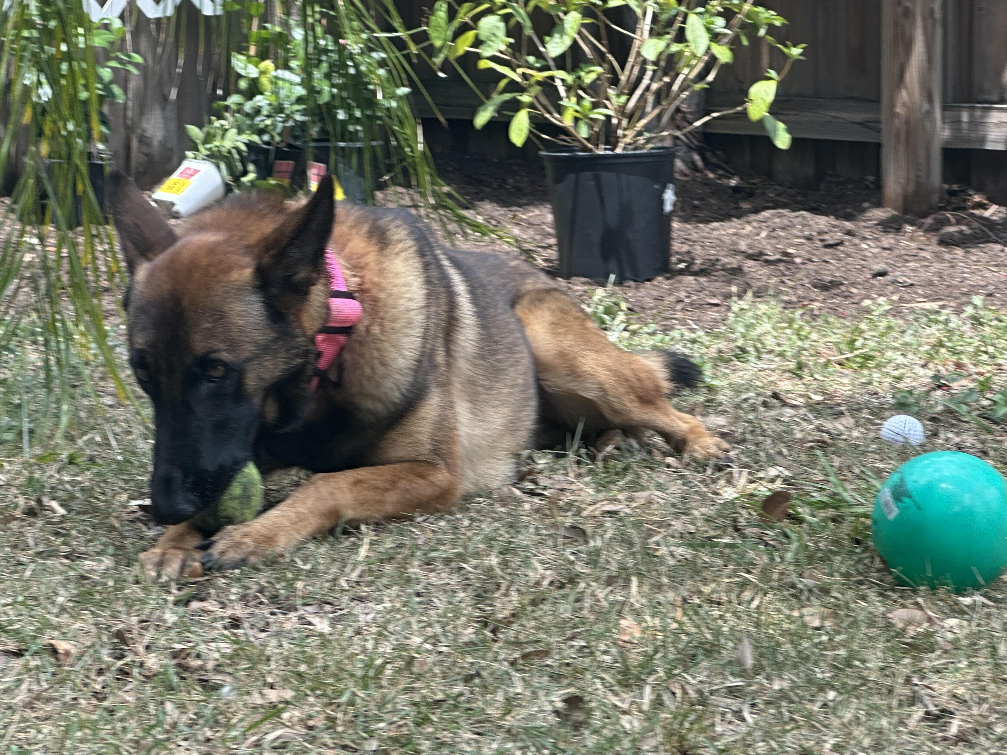 Heidi, Adoptable, Young Female Belgian Shepherd / Malinois.