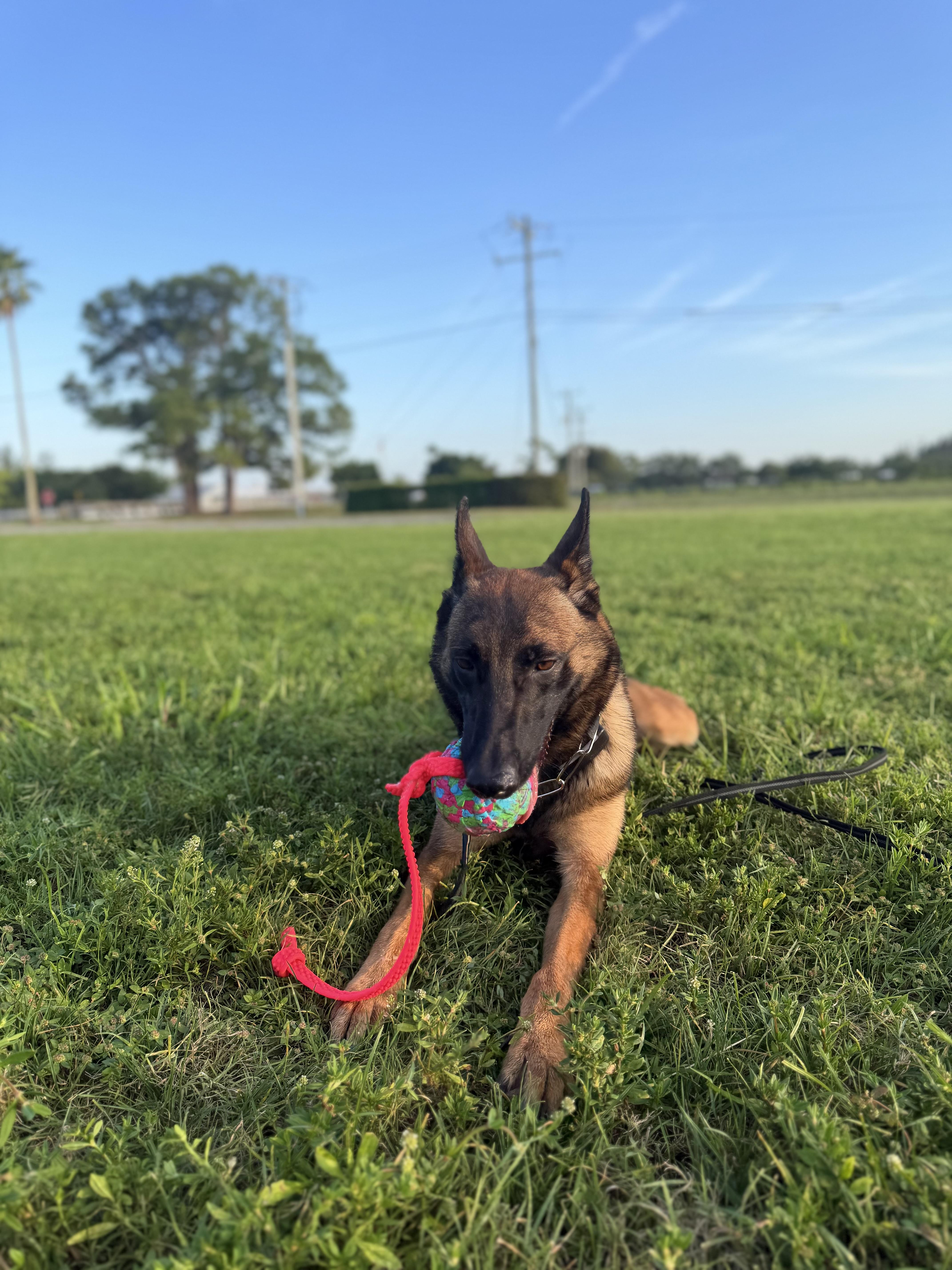Heidi, Adoptable, Young Female Belgian Shepherd / Malinois.