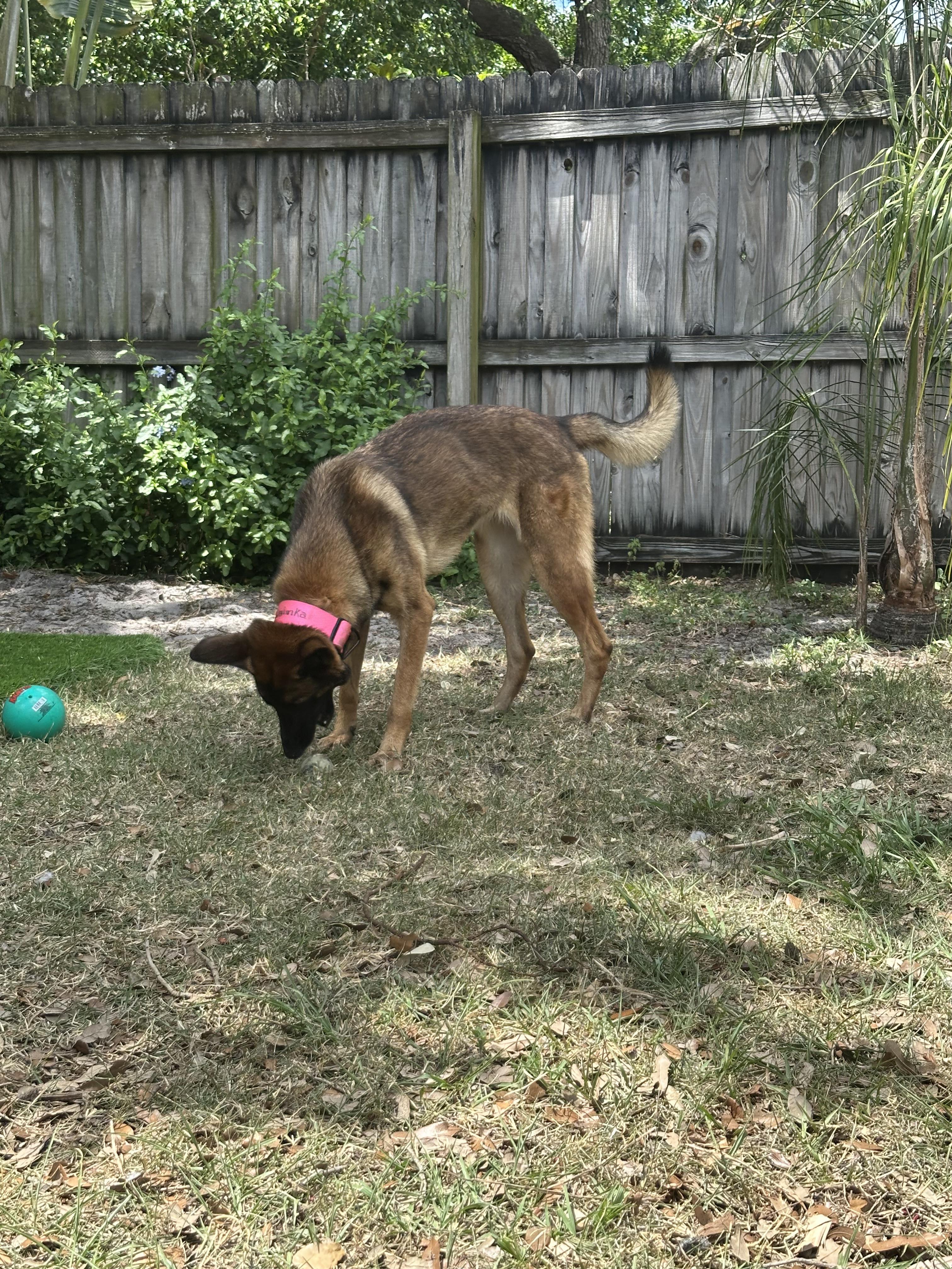 Enlarge Heidi, a Adoptable Belgian Shepherd / Malinois in Parrish, FL image 2/6