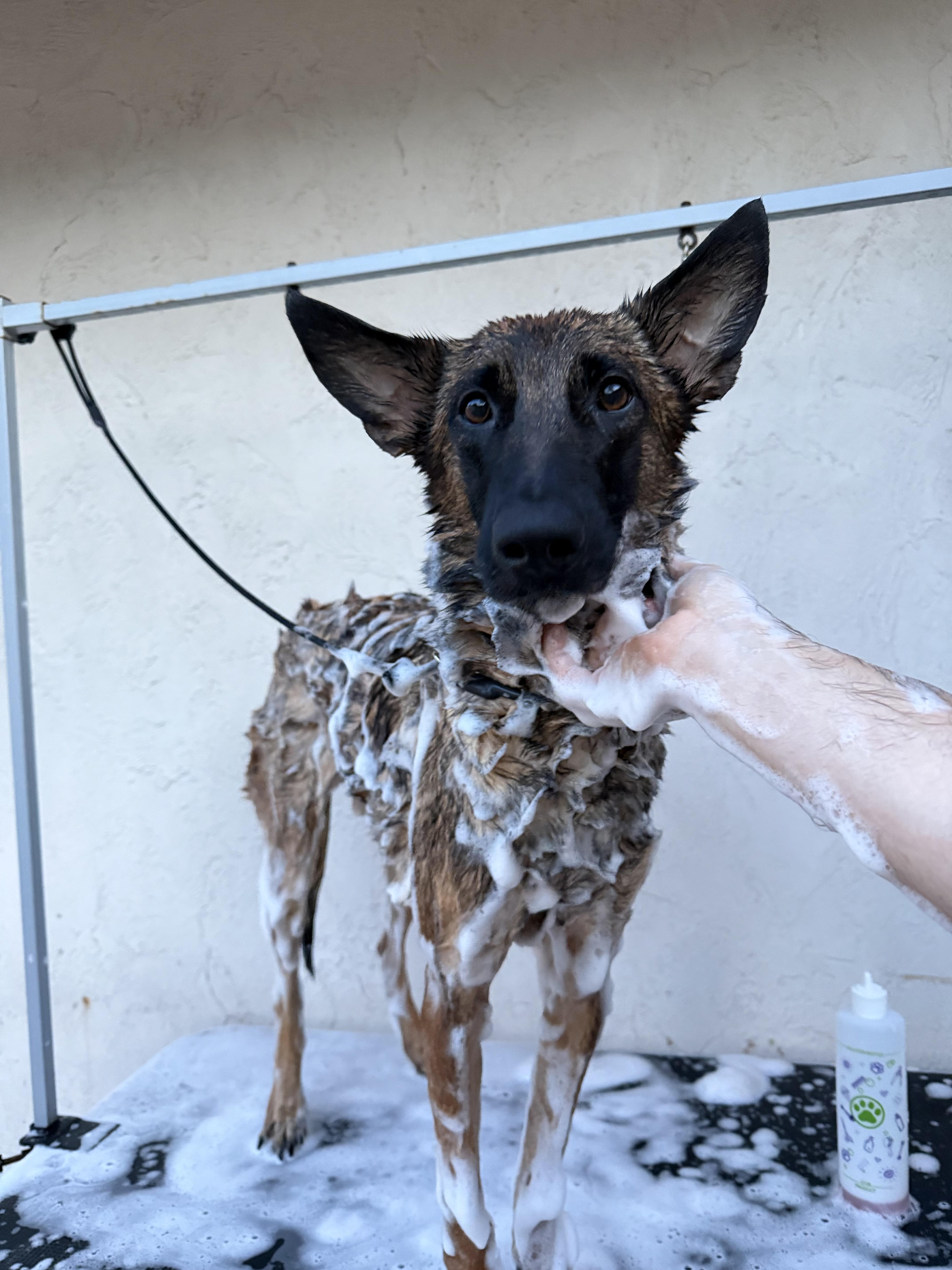 Enlarge Heidi, a Adoptable Belgian Shepherd / Malinois in Parrish, FL image 2/6