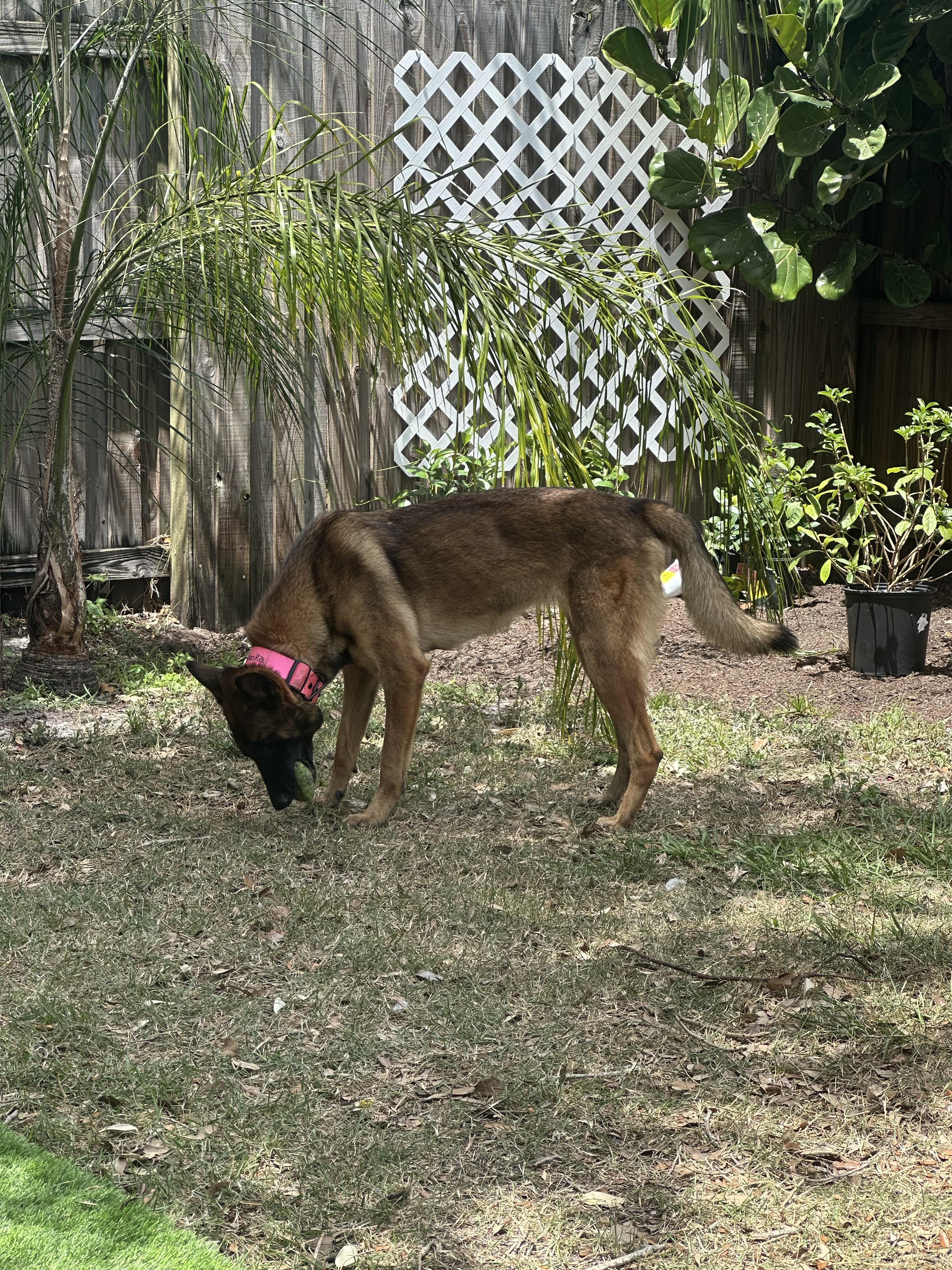 Enlarge Heidi, a Adoptable Belgian Shepherd / Malinois in Parrish, FL image 3/6