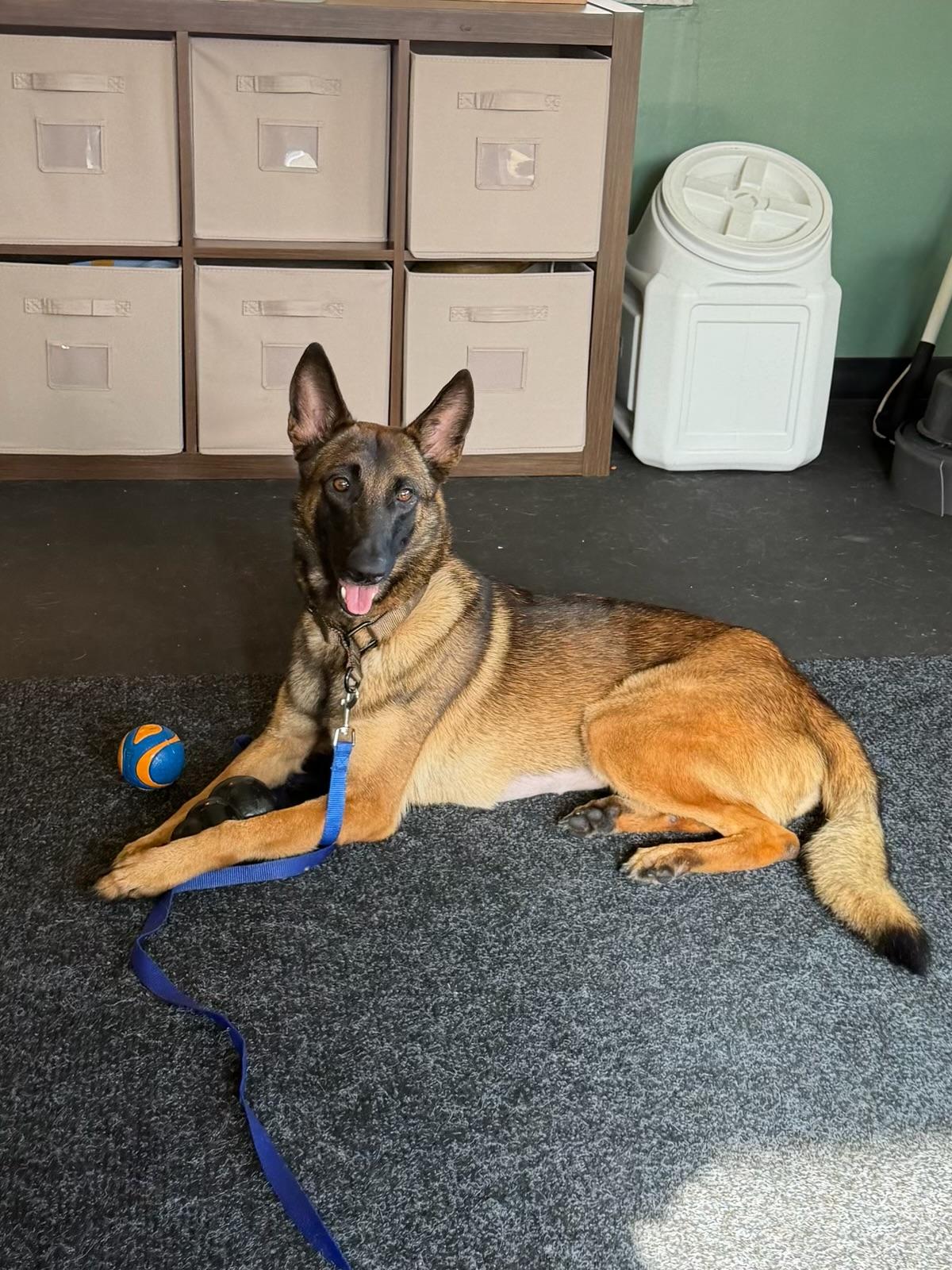 Enlarge Heidi, a Adoptable Belgian Shepherd / Malinois in Parrish, FL image 4/6