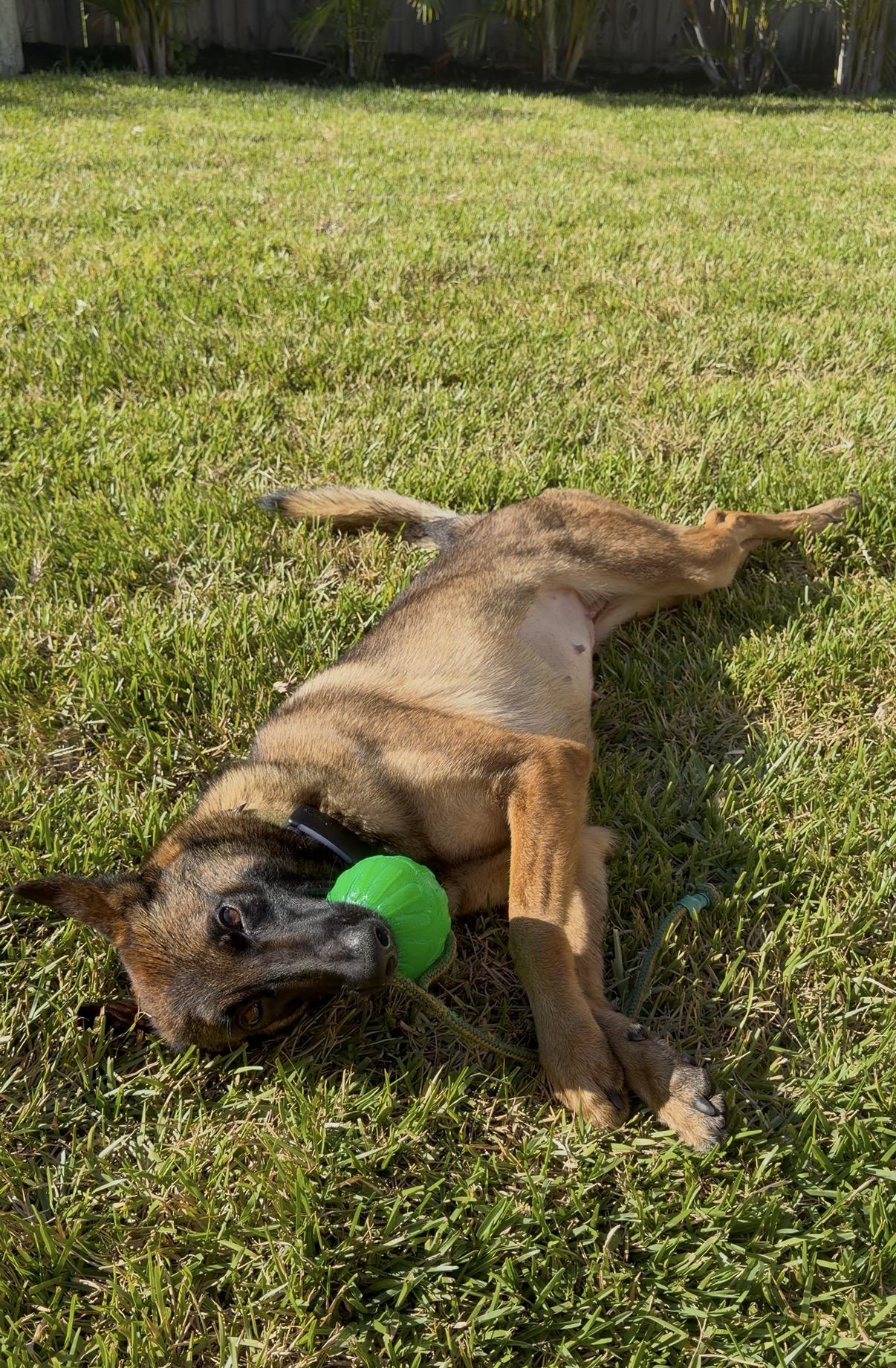 Enlarge Heidi, a Adoptable Belgian Shepherd / Malinois in Parrish, FL image 4/6